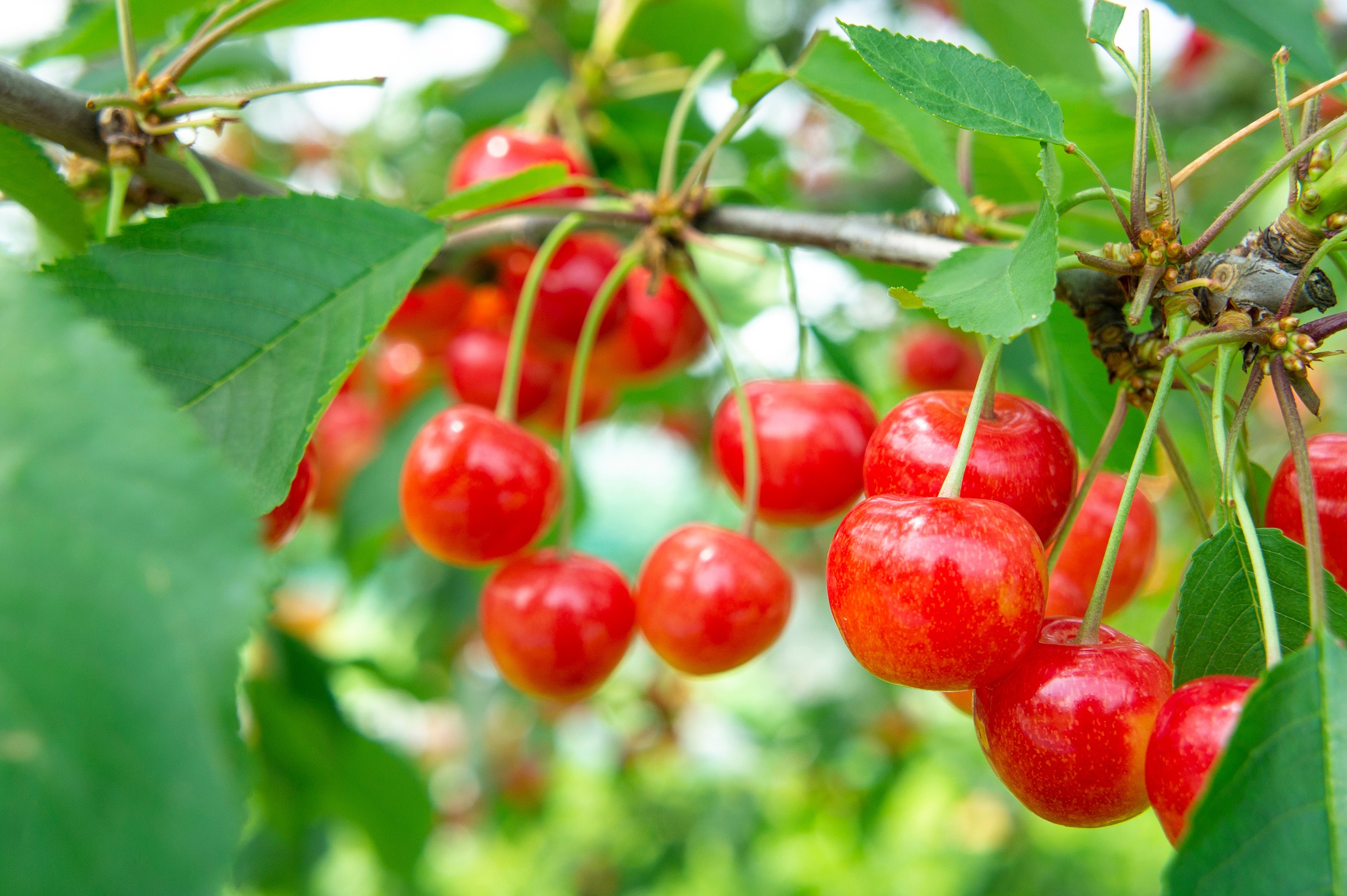 大石公园 & 富士山 & 时令水果采摘一日游（东京出发）