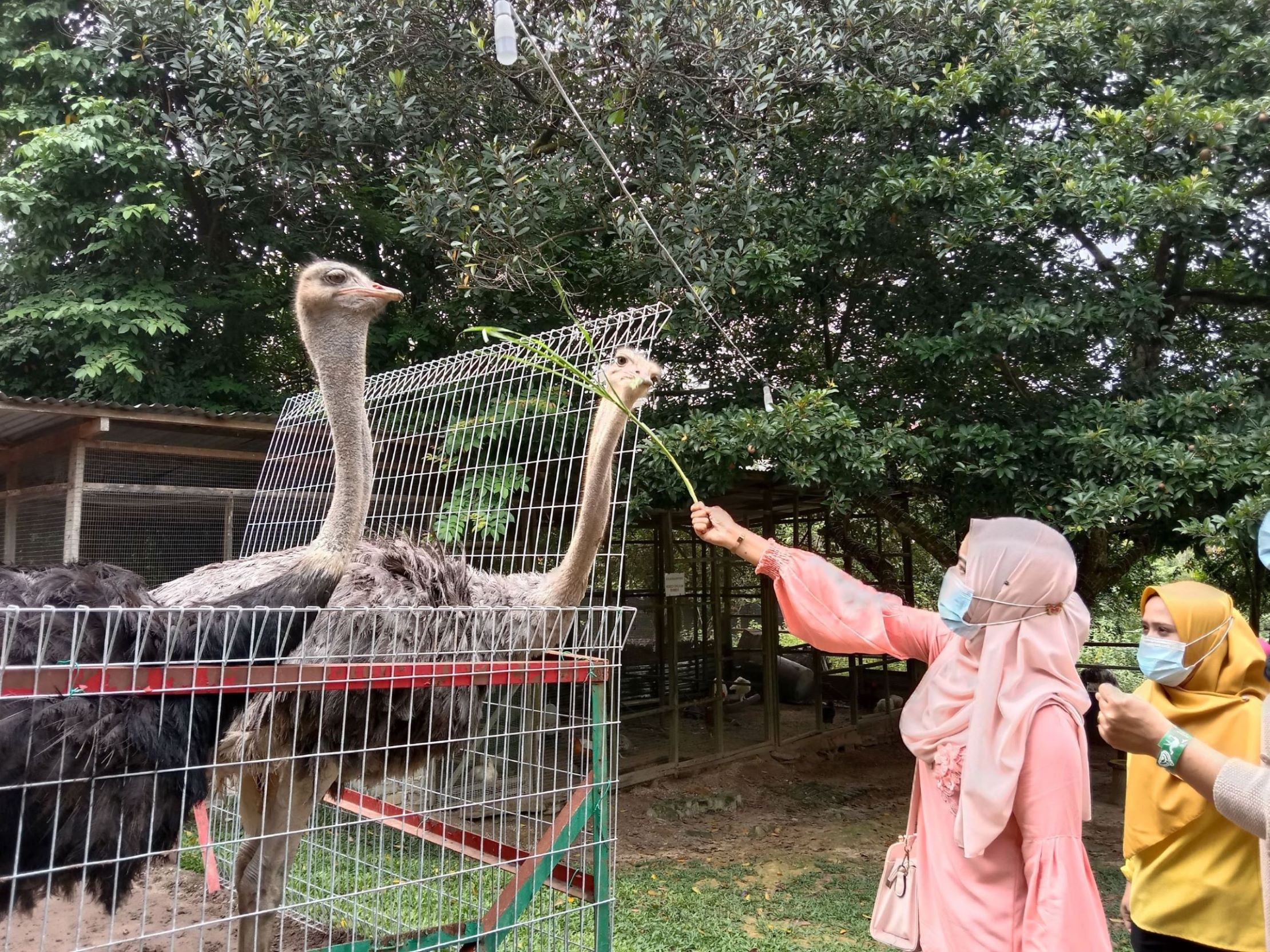 马来西亚波德申鸵鸟园（PD Ostrich & Pets Show Farm）门票