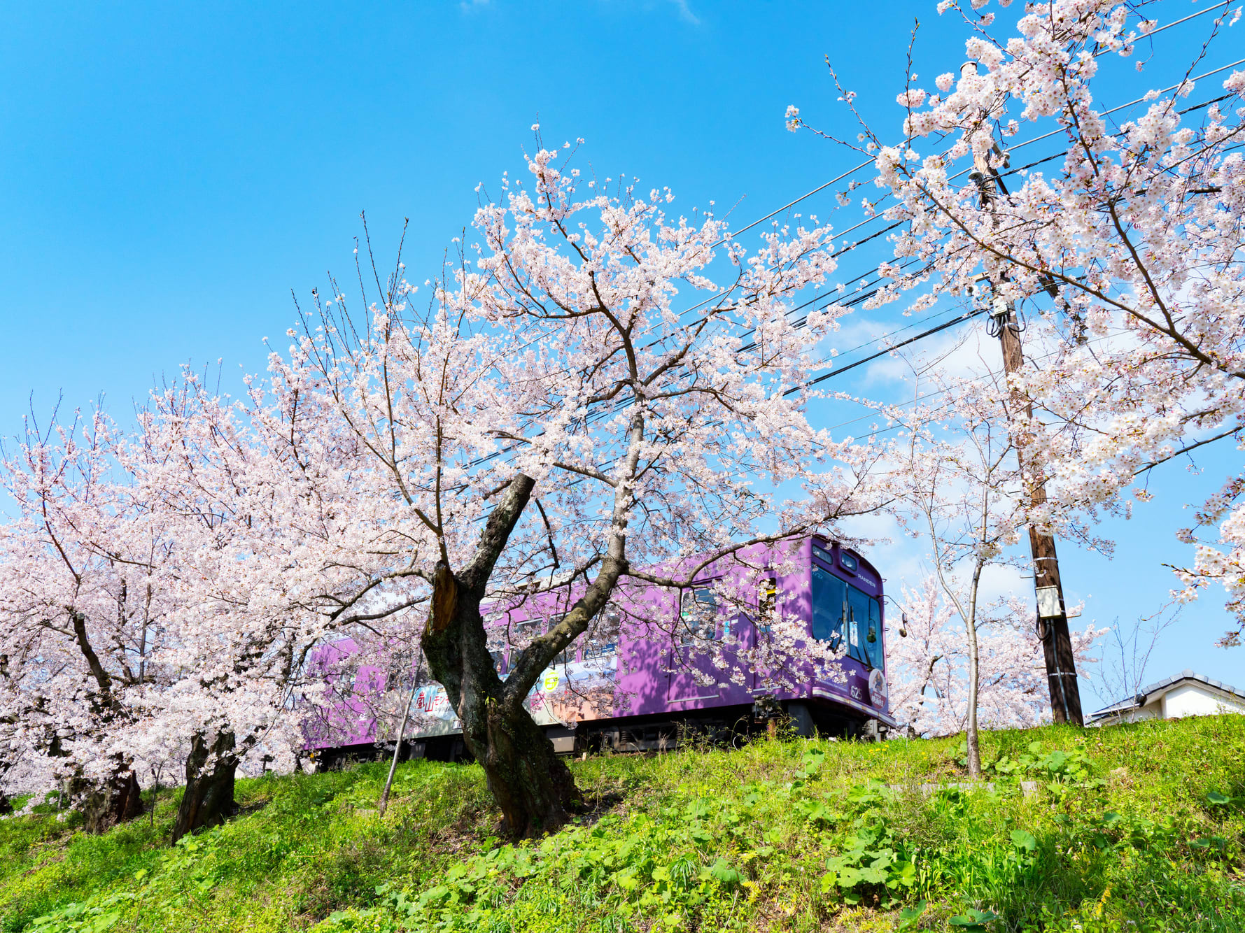 岚山美食优惠券＆岚电（京福电气铁道）1日票