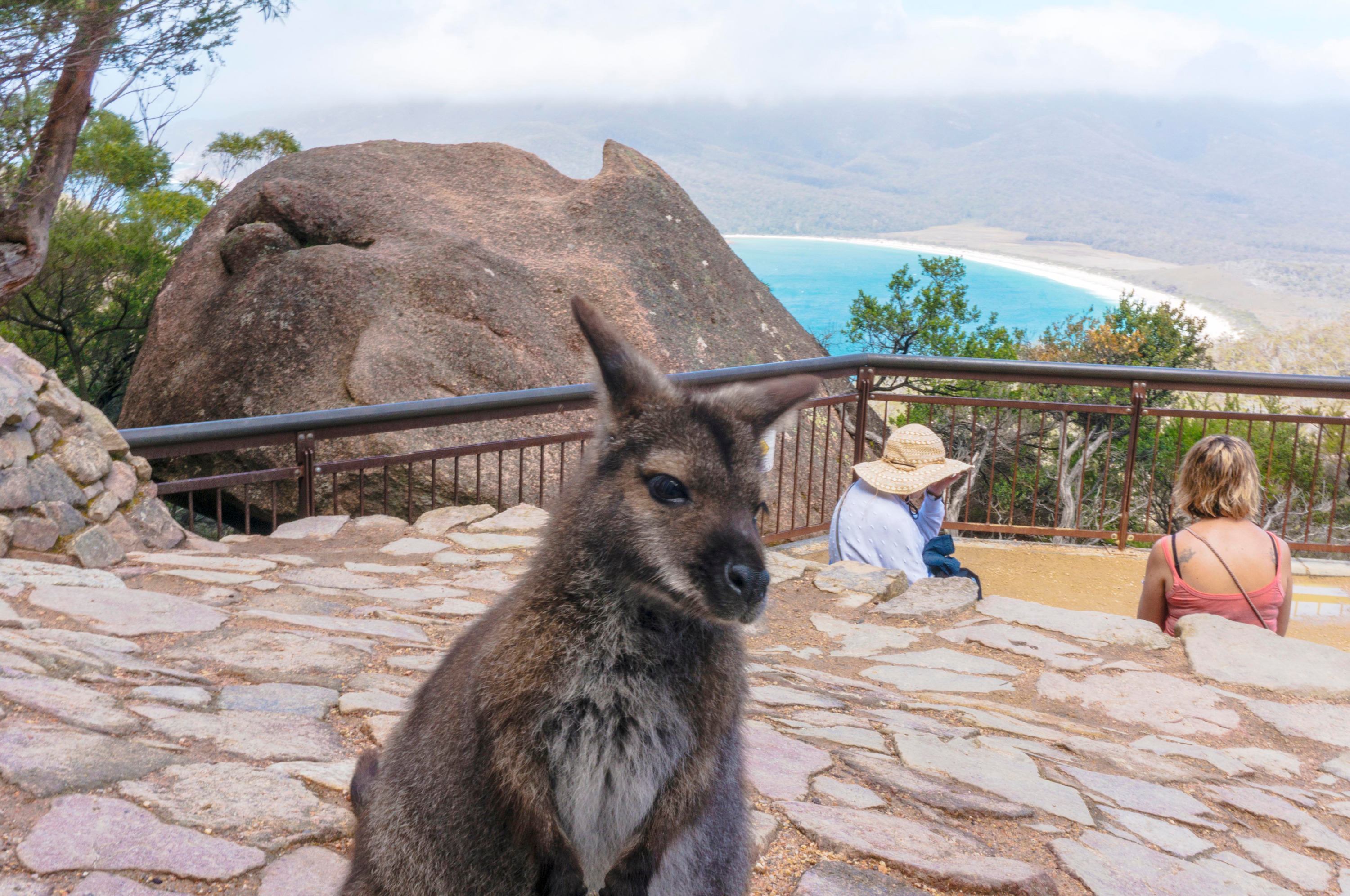 酒杯湾（Wineglass Bay）& 菲欣纳（Freycinet）一日游（霍巴特出发）