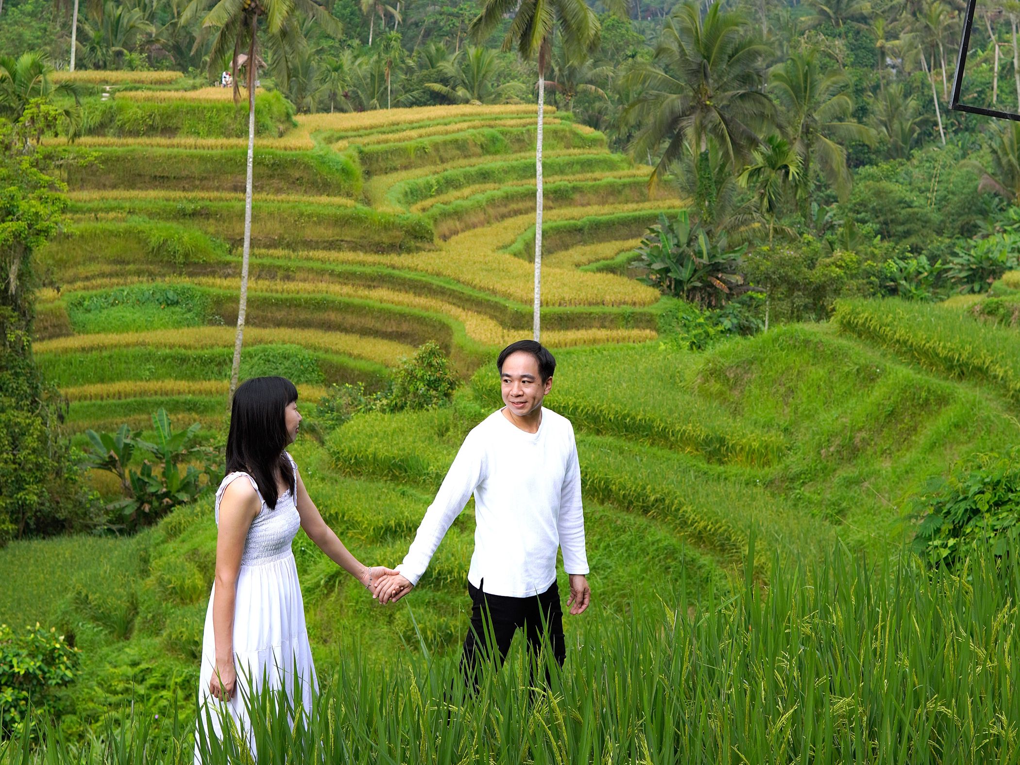 乌布 Alas Harum＆梯田＆瀑布＆圣泉寺一日游