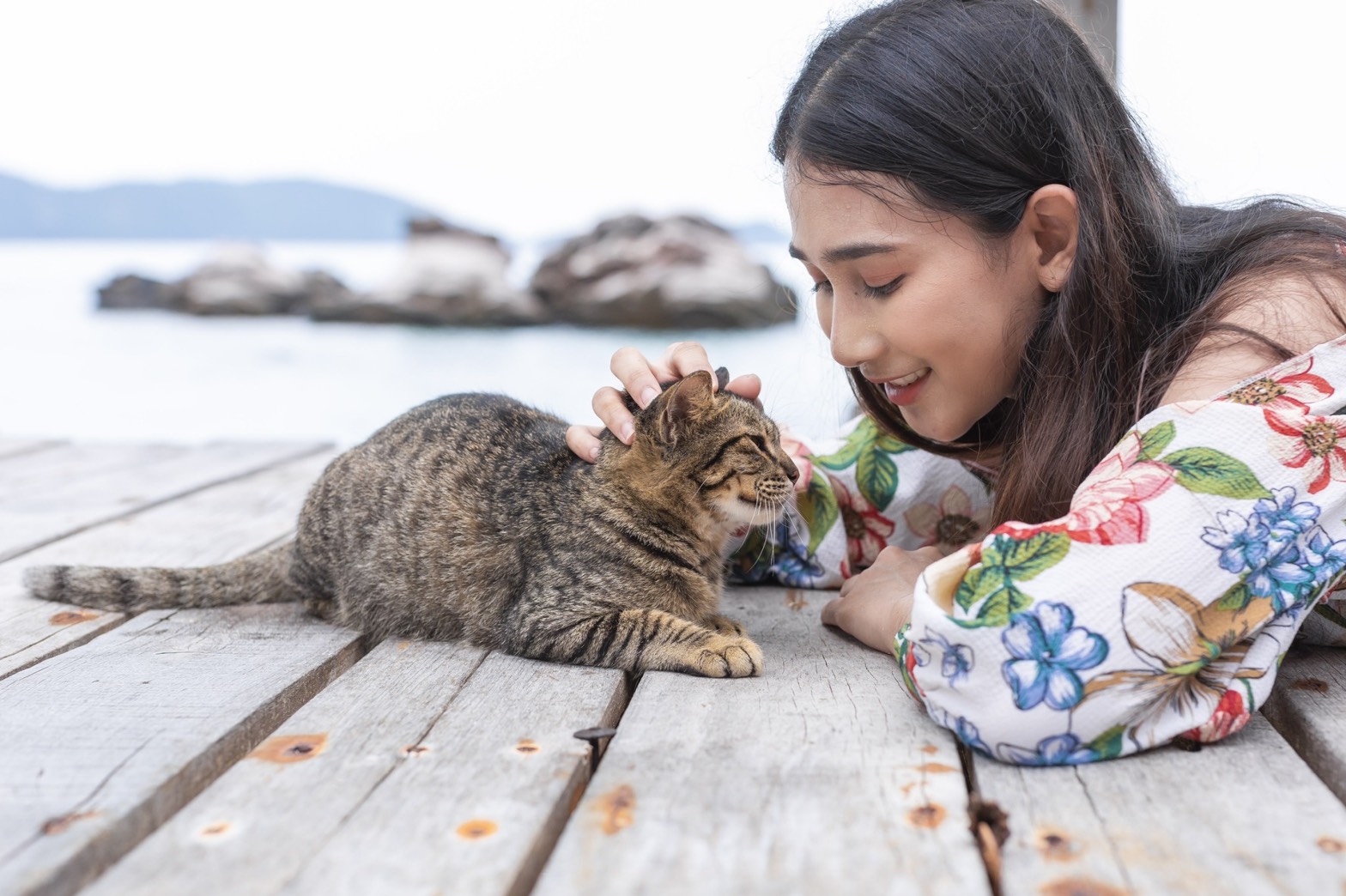 快艇猫岛游（连猫粮）