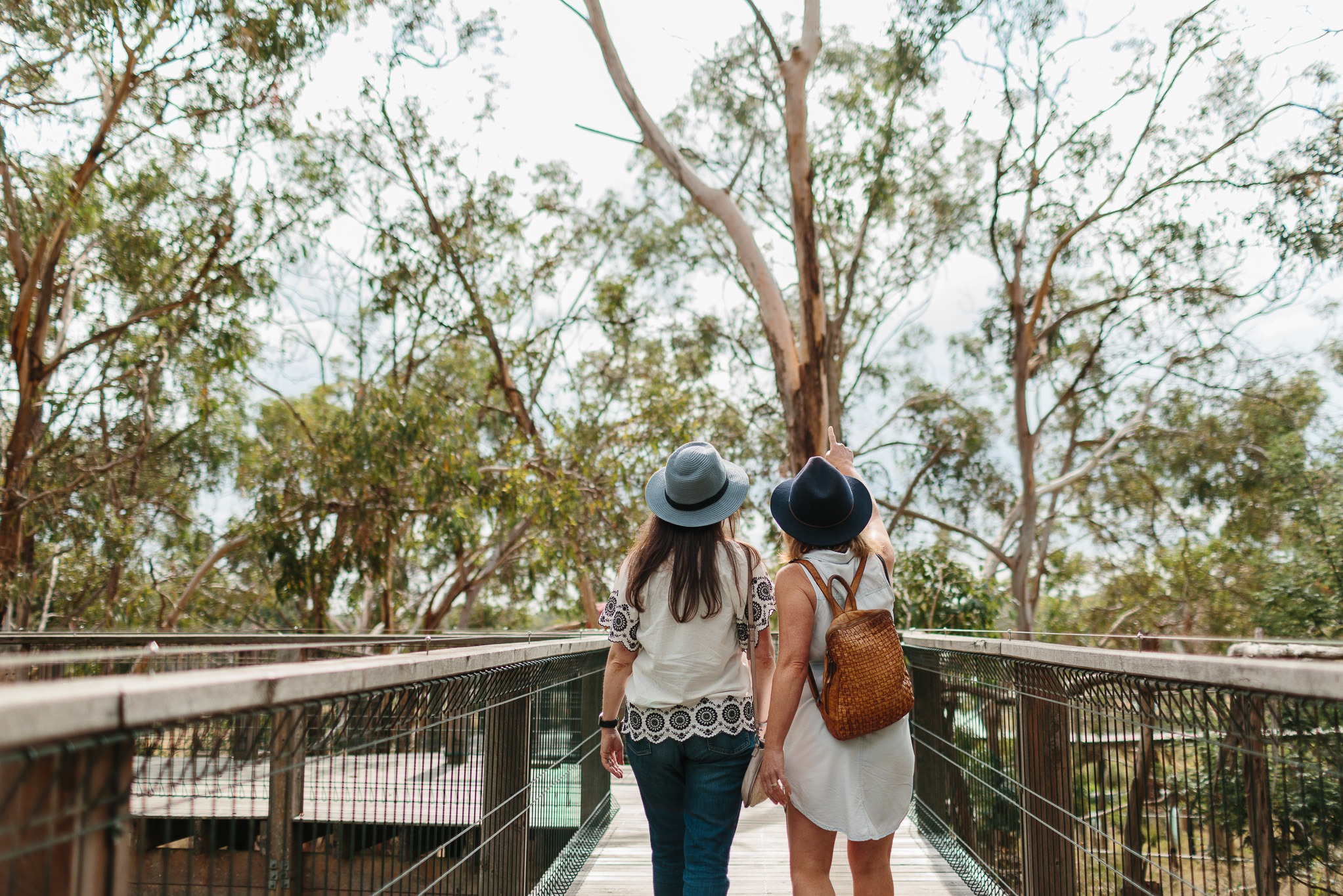 菲利普岛无尾熊保育中心门票