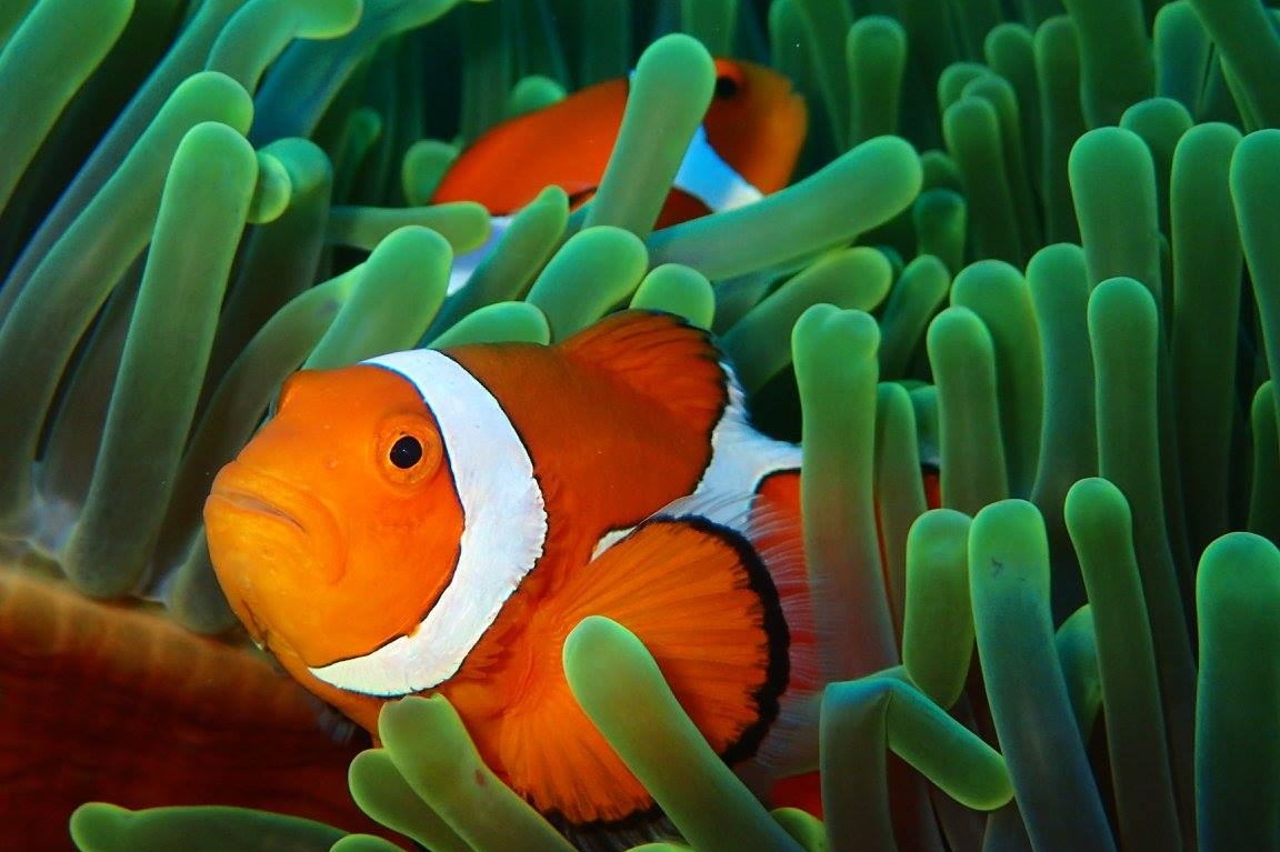 屏东｜垦丁海世界潜水｜体验潜水・OW潜水员课程