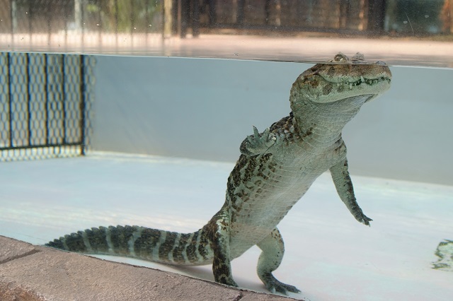 东伊豆热川香蕉鳄鱼园门票