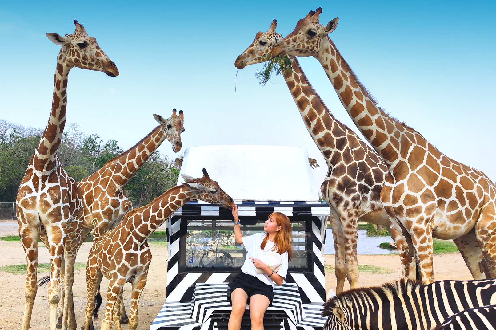 野生动物园 文化 & 野生动物 一日游