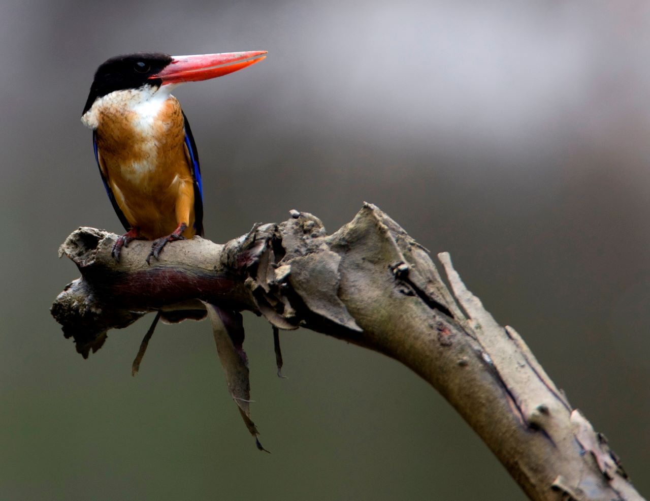 迪沙鲁赏鸟体验（含接送）