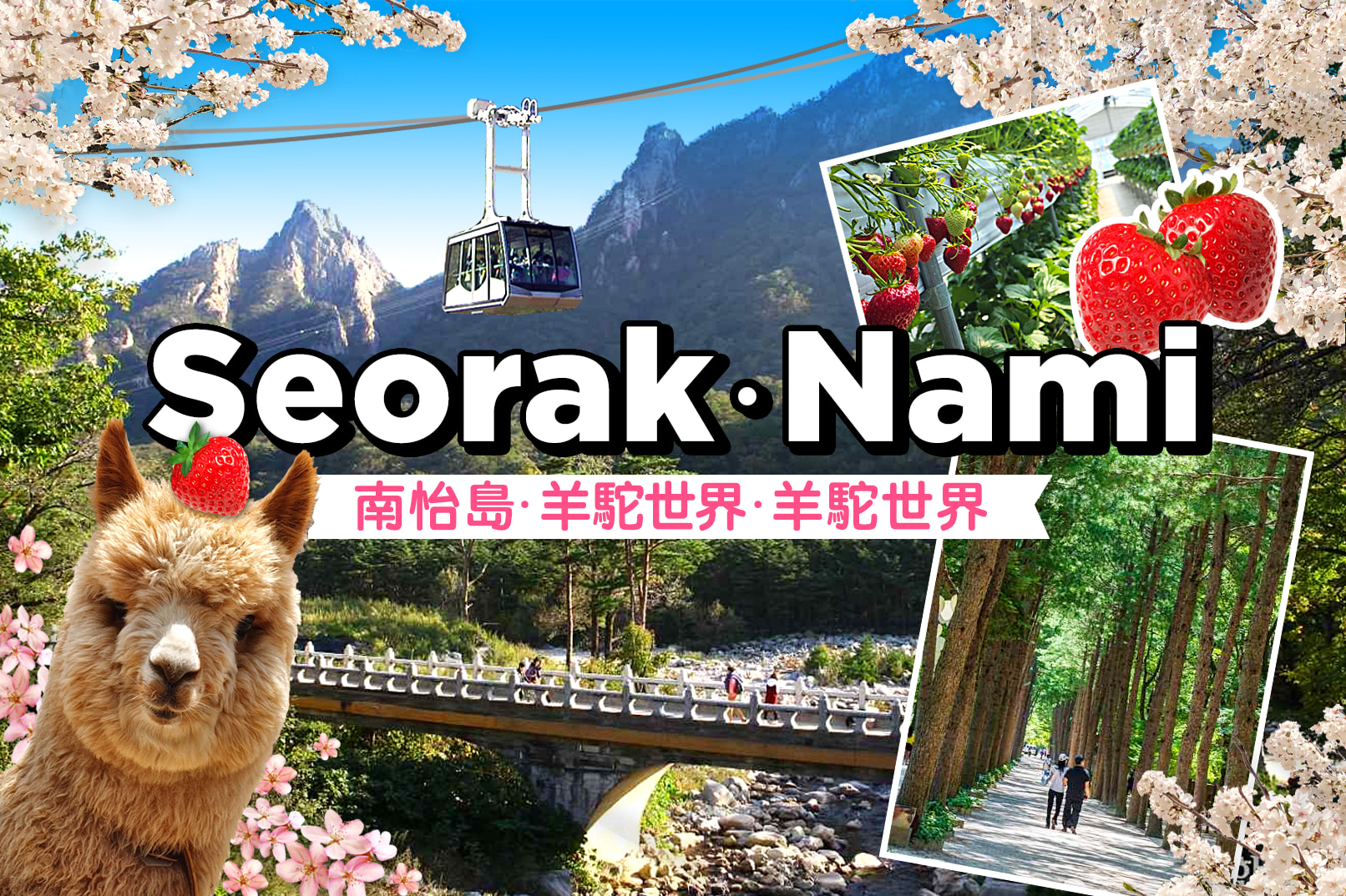 雪岳山／缆车／草泥马乐园／铁道自行车／晨静树木园之旅