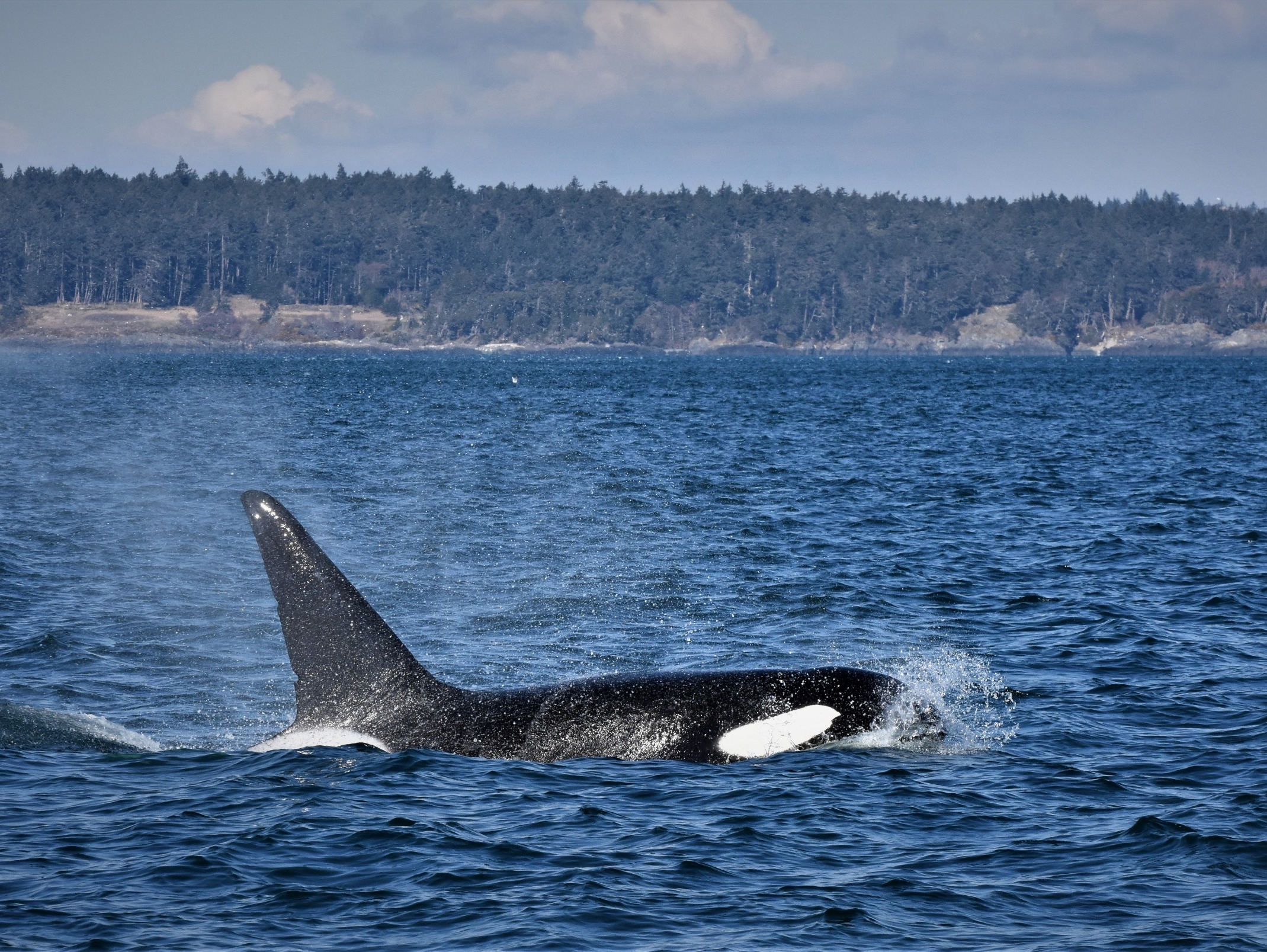 温哥华半日赏鲸和海洋野生动物游船