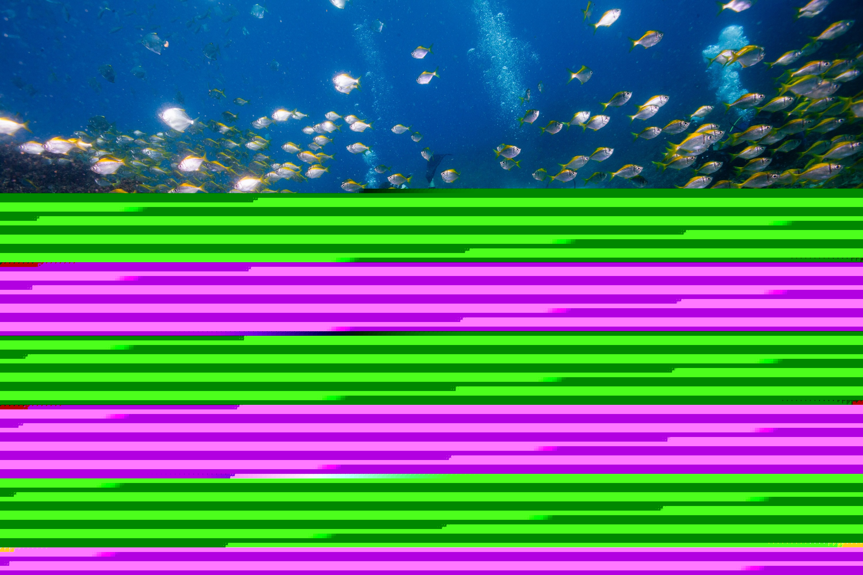 黄金海岸Wonder Reef潜水体验