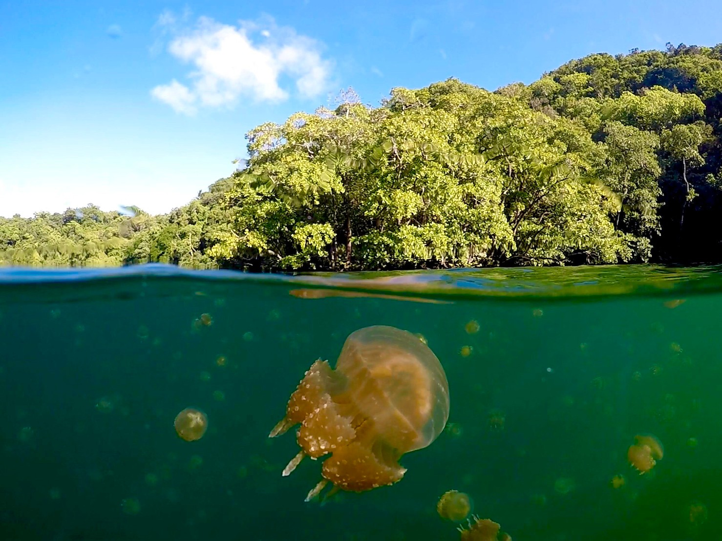 帛琉｜洛克群岛浮潜一日游｜东线-水母湖路线