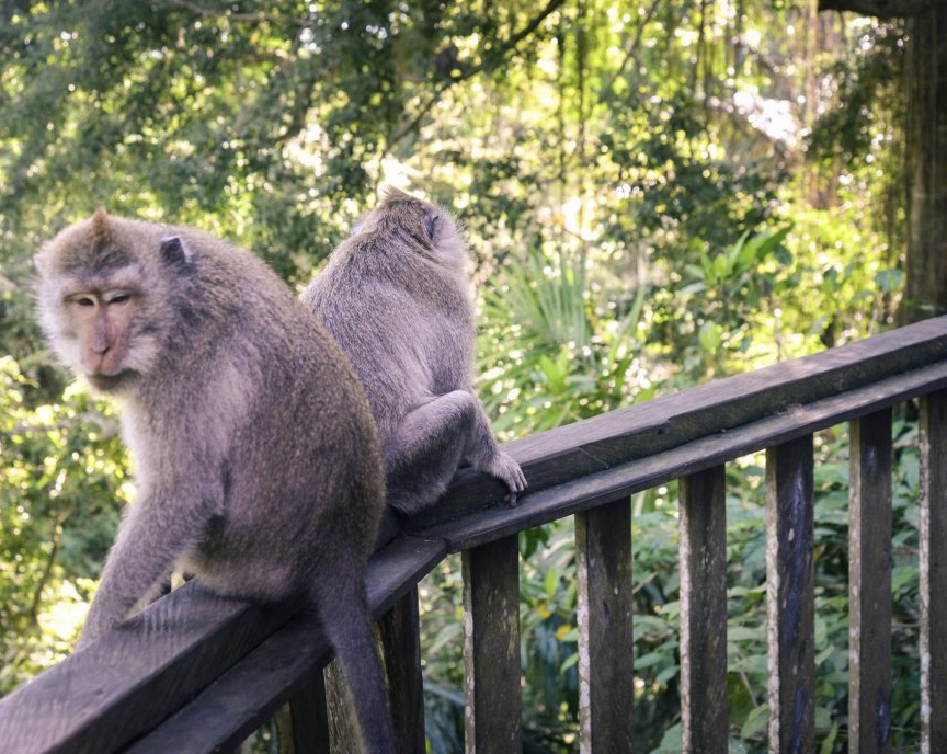 乌布圣猴森林公园门票
