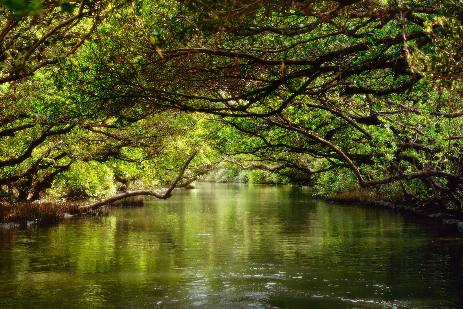 台南四草绿色隧道门票