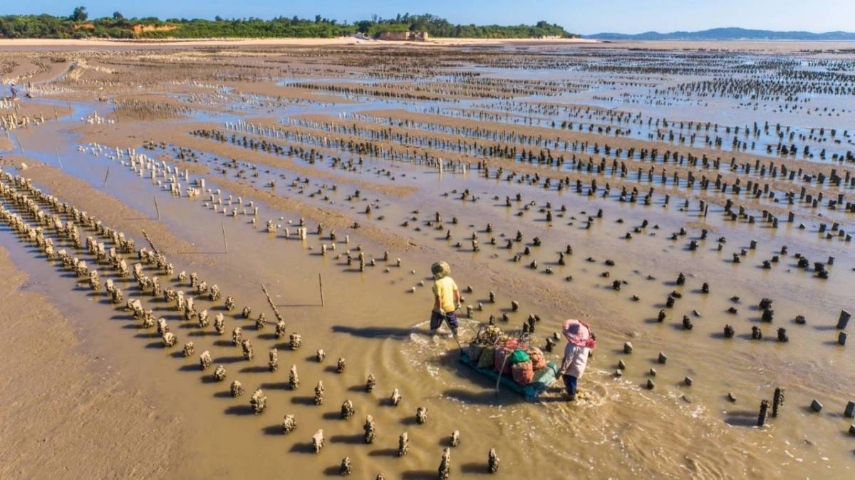 金门: 古宁头石蚵系列在地体验