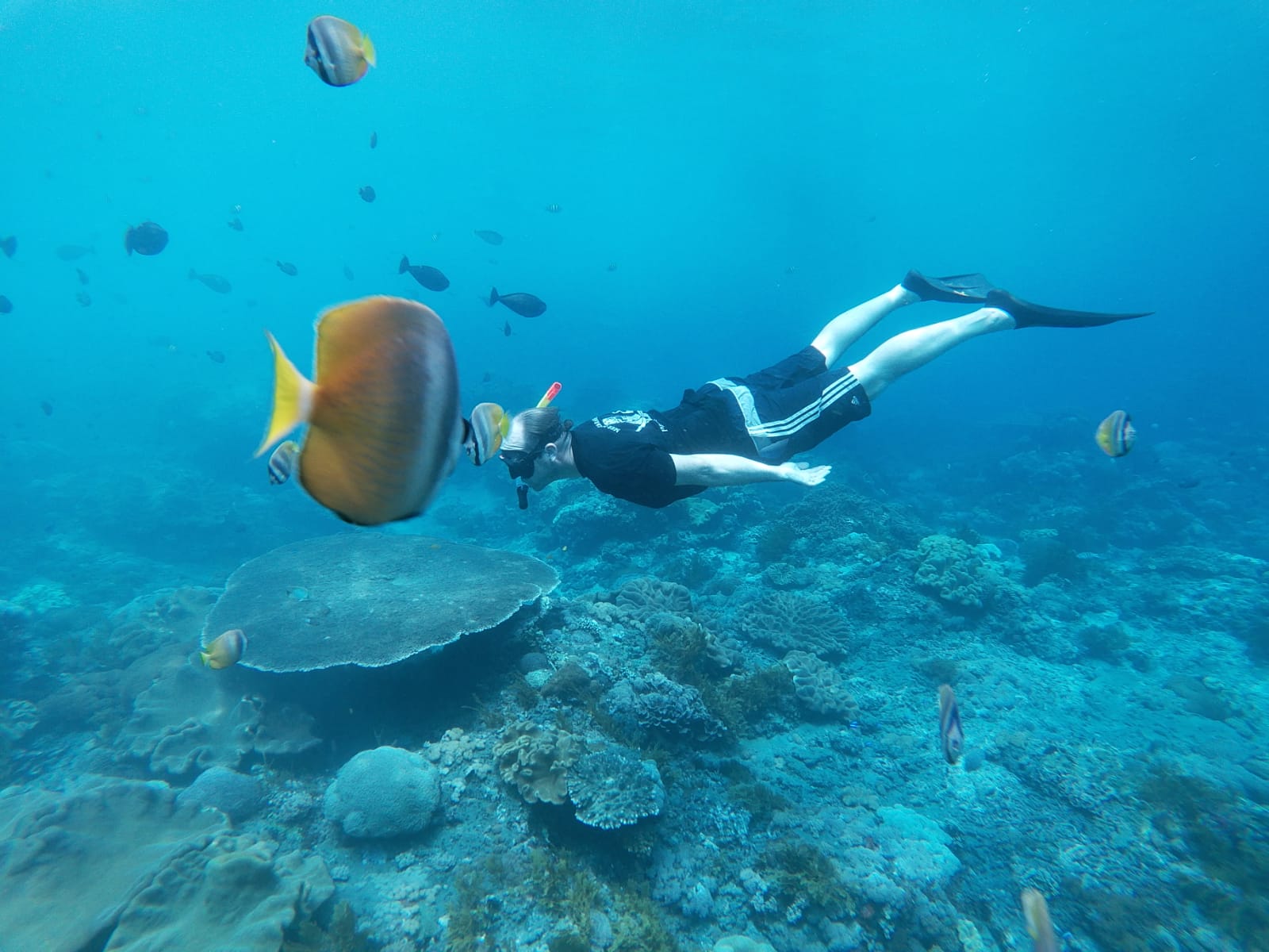 佩尼达岛 (Nusa Penida) 浮潜体验