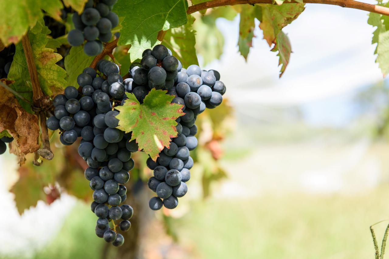 纳鲁马至提尔巴谷酒庄电动自行车之旅