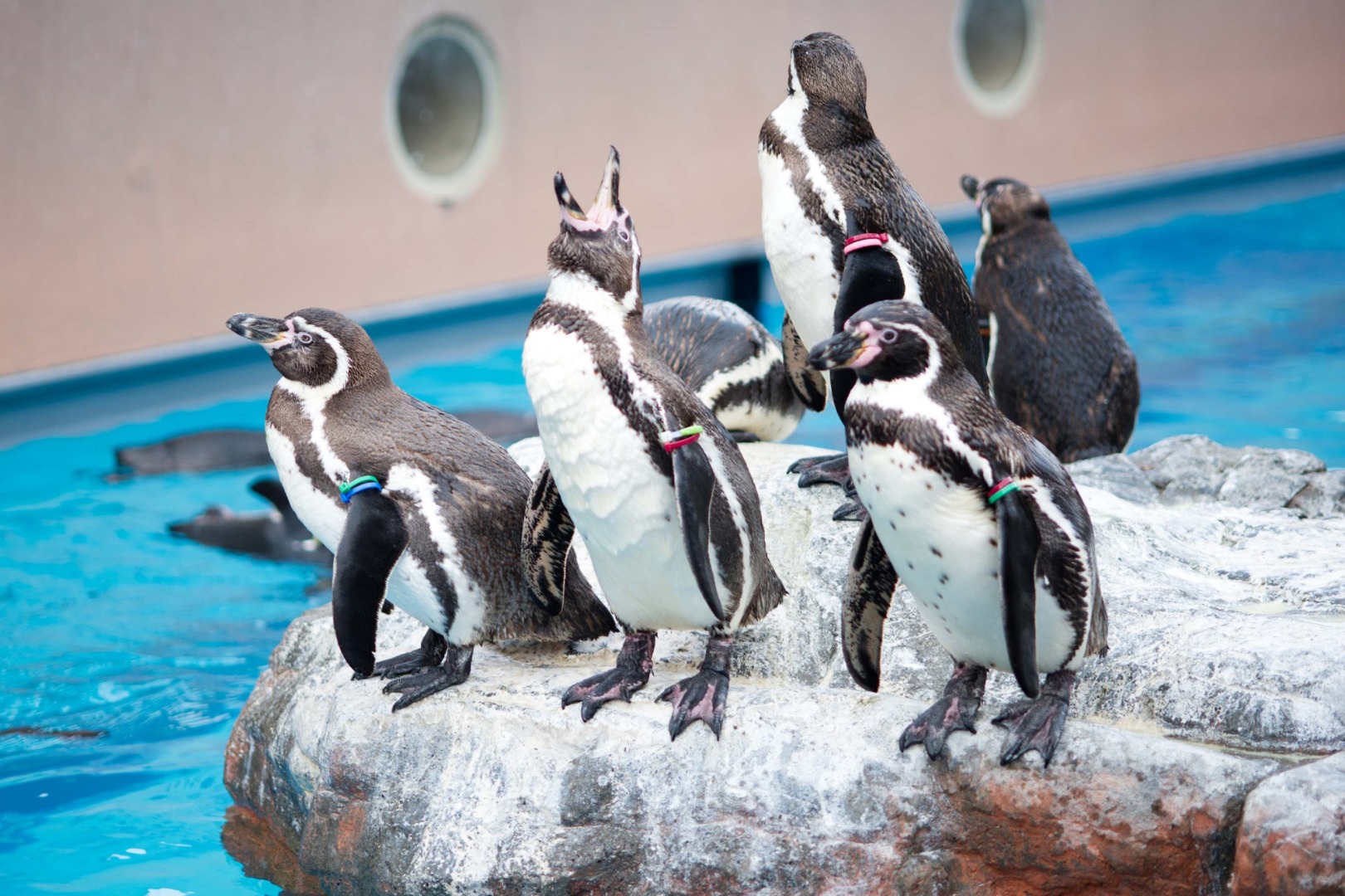 茨城县立大洗水族馆门票