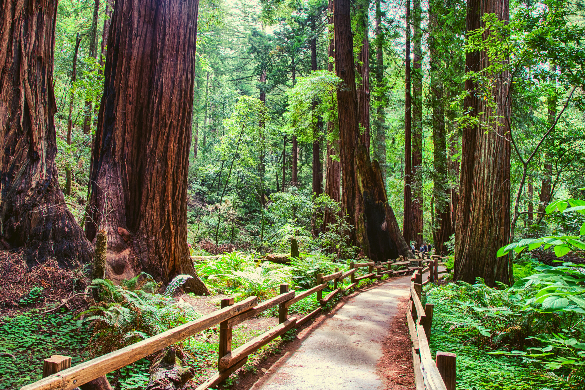 穆尔红木林＆索萨利托半日游（旧金山出发）