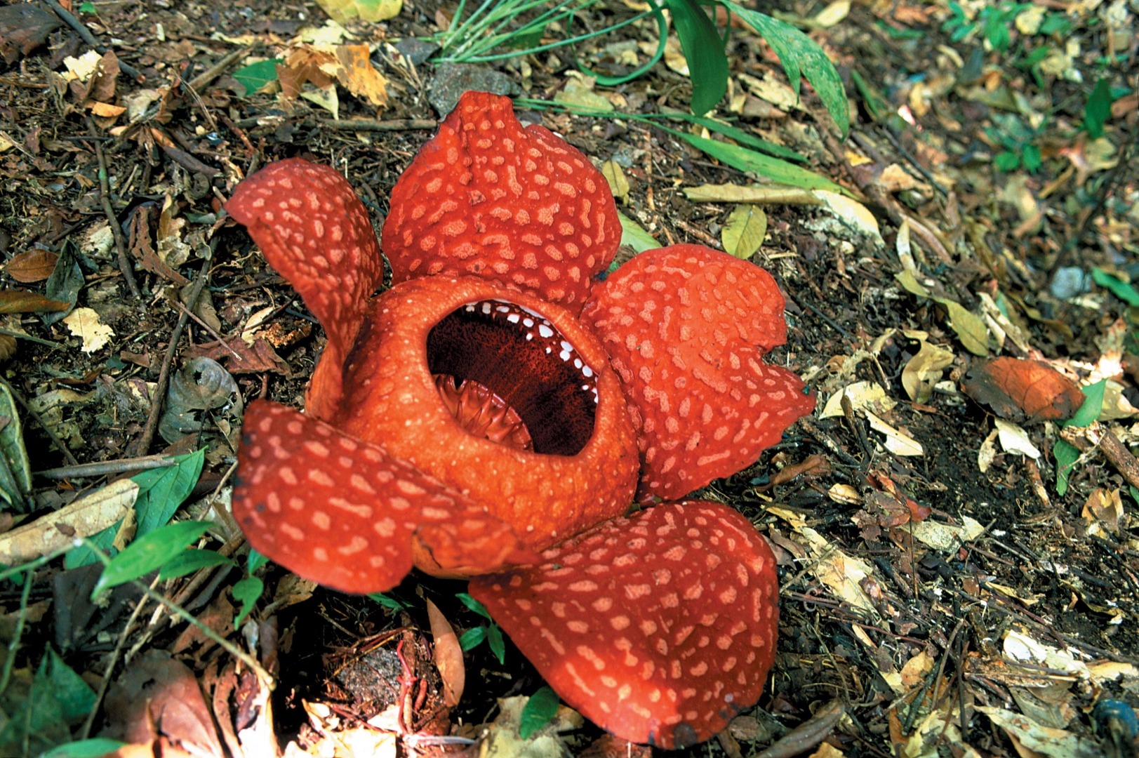 砂拉越加汀山国家公园一日游