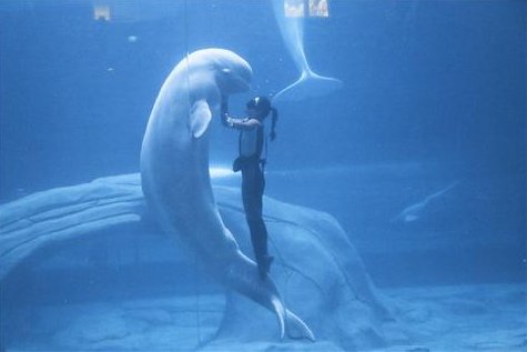 杭州长乔极地海洋公园（中国大陆身份证持有者限定）