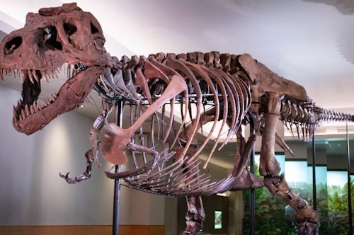 芝加哥菲尔德自然历史博物馆门票