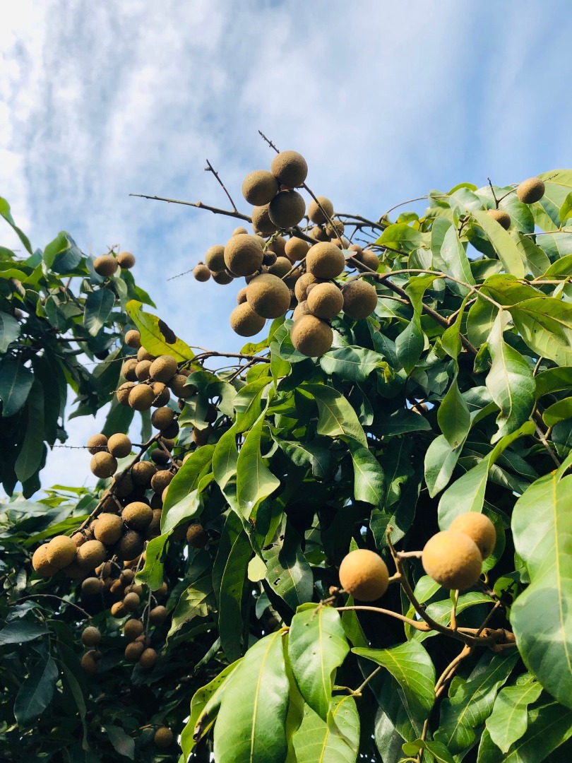芹苴昆仑热带小岛之旅