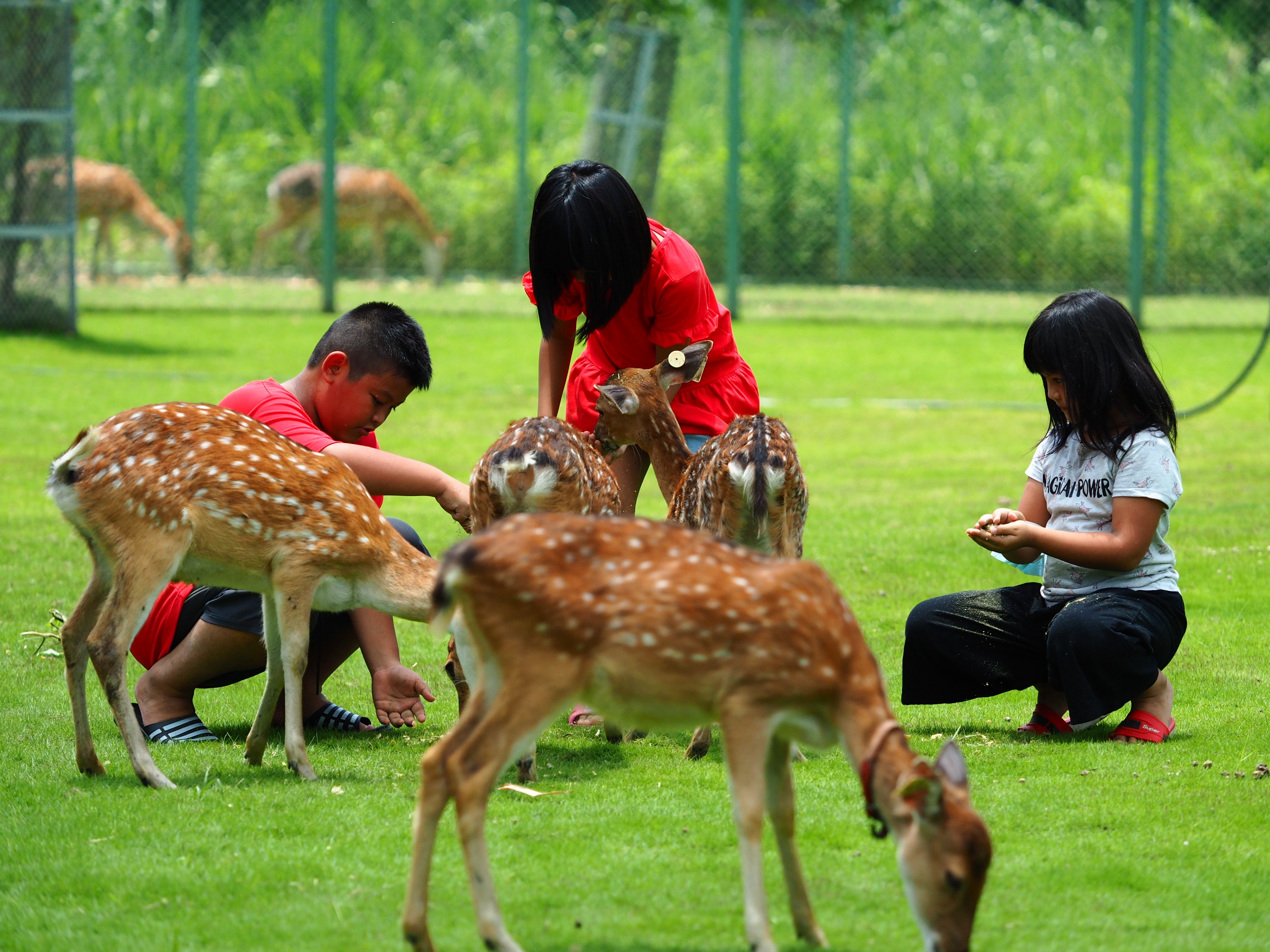 嘉义阿里山逐鹿部落门票