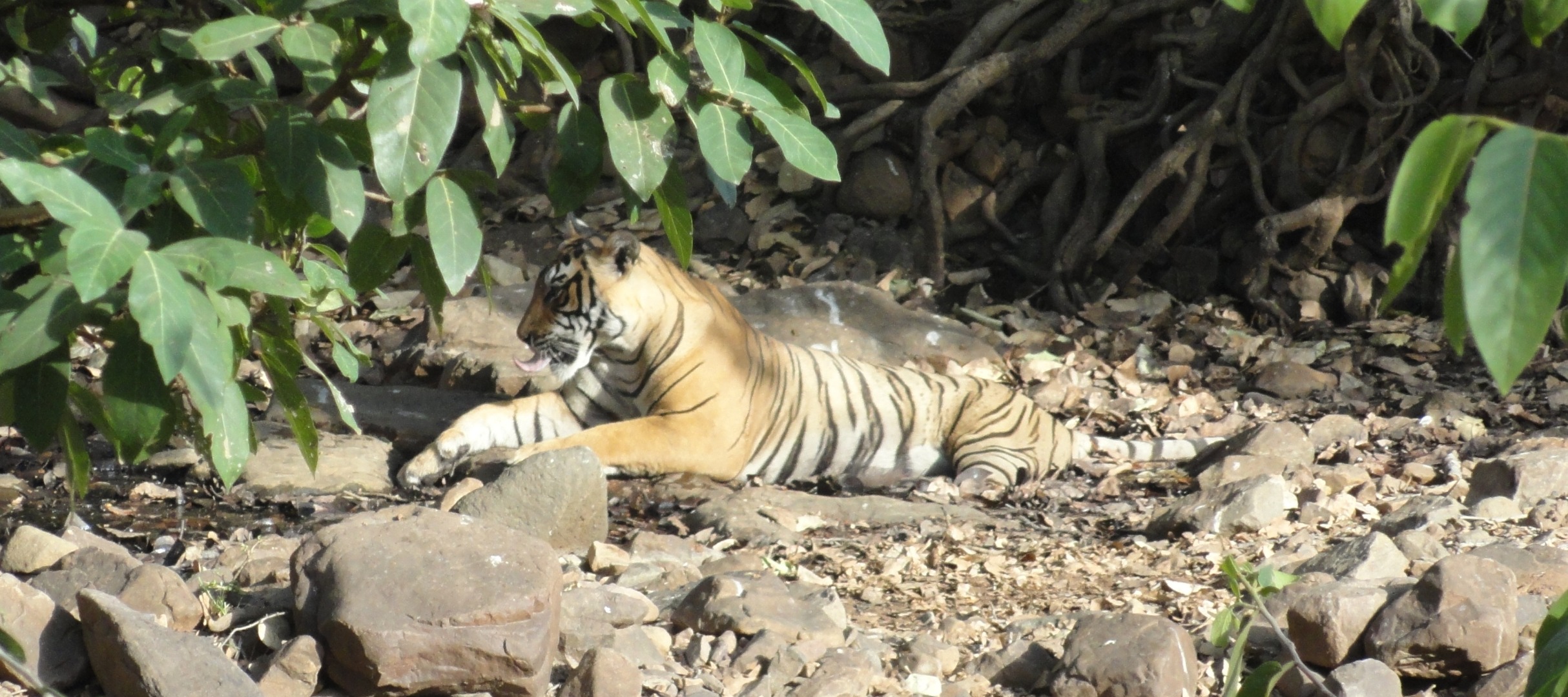 伦塔波尔国家公园吉普车越野体验（斋浦尔出发）