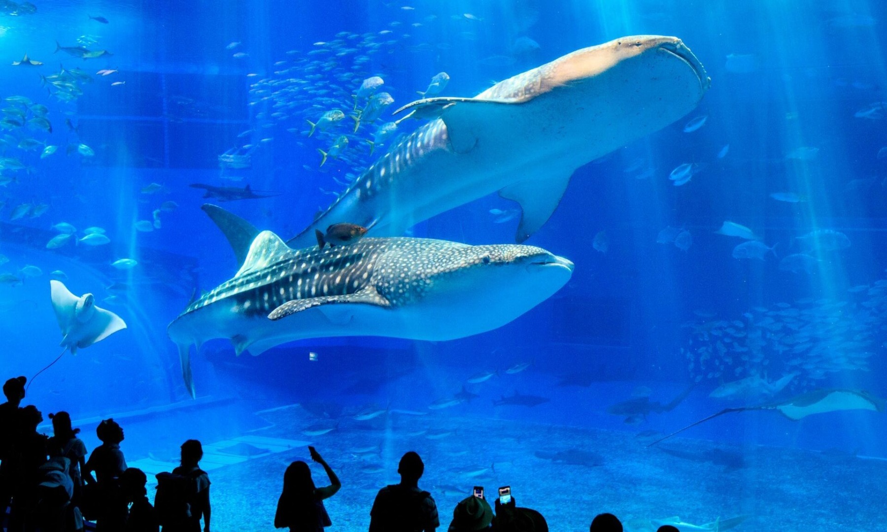 冲绳巴士一日游：冲绳美丽海水族馆＆万座毛＆名护凤梨园