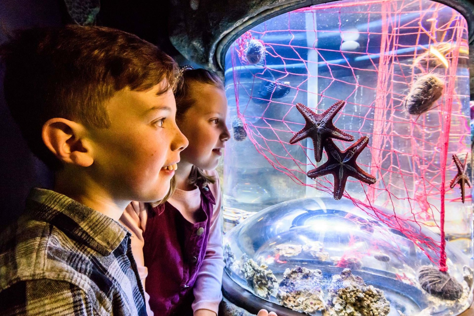 布莱顿海洋生物馆 (SEA LIFE Brighton) 门票