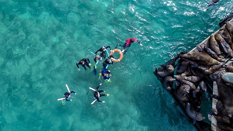 莫宁顿半岛浮潜 & 海豹观光体验