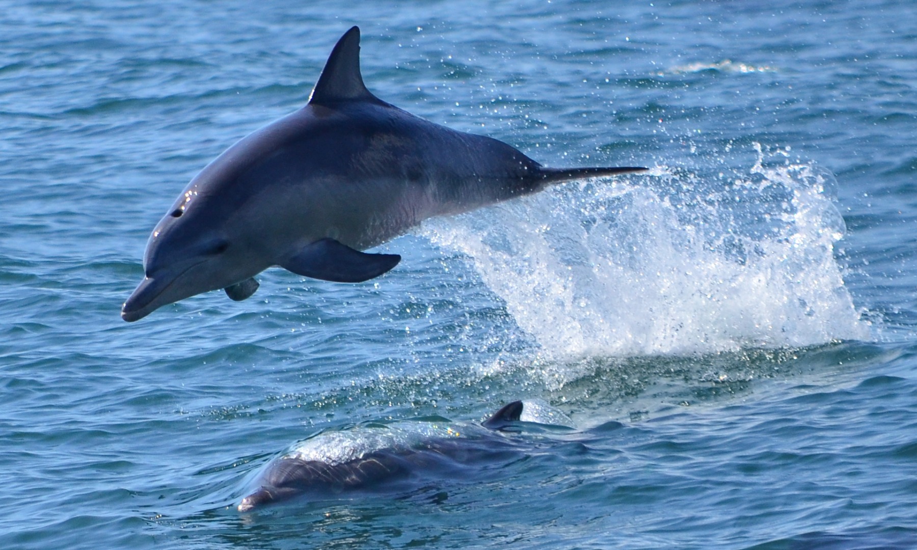 天草海豚观赏体验