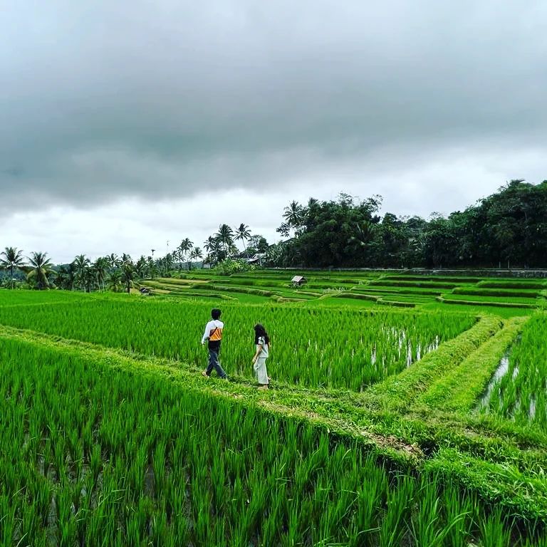 龙目岛Tetebatu村 & 稻田私人导览
