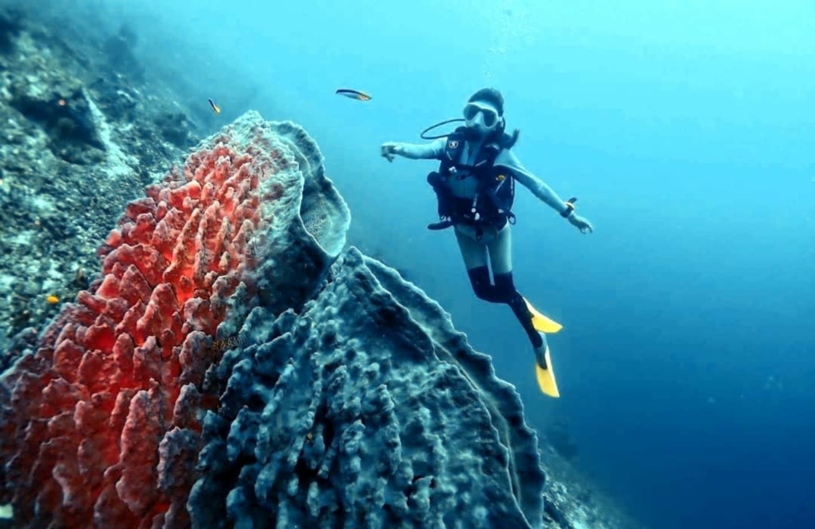 仙本那岛游览 & 潜水体验