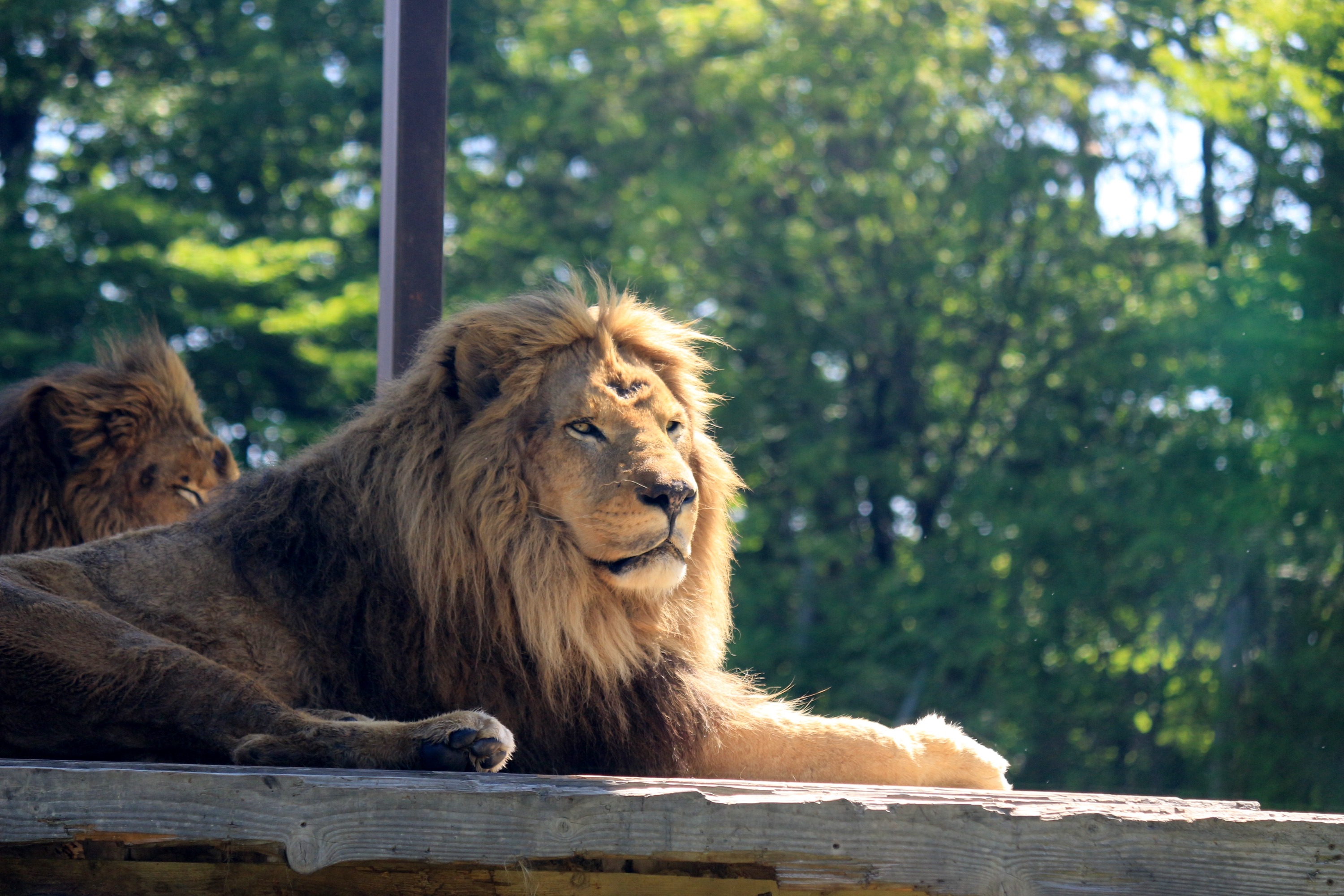 那须野生动物园门票