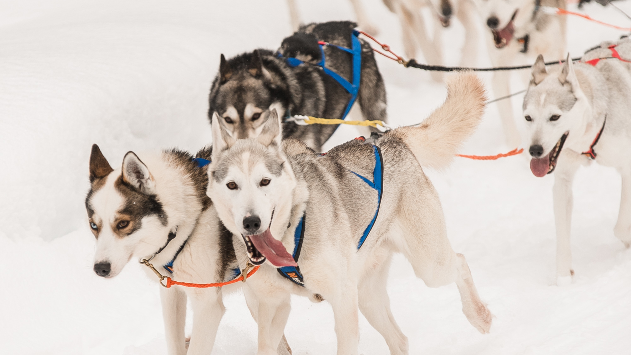 罗瓦涅米哈士奇犬舍参观 & 哈士奇雪橇体验