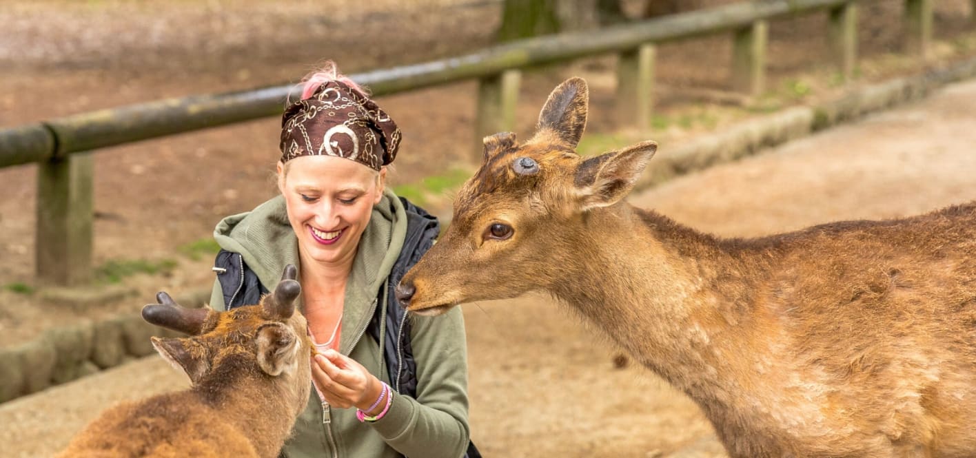 奈良一日游（含当地导游）- 大阪出发