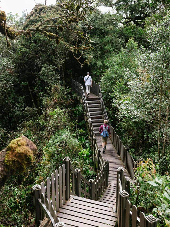 金马仑高原 & 苔藓森林（Mossy Forest）半日游