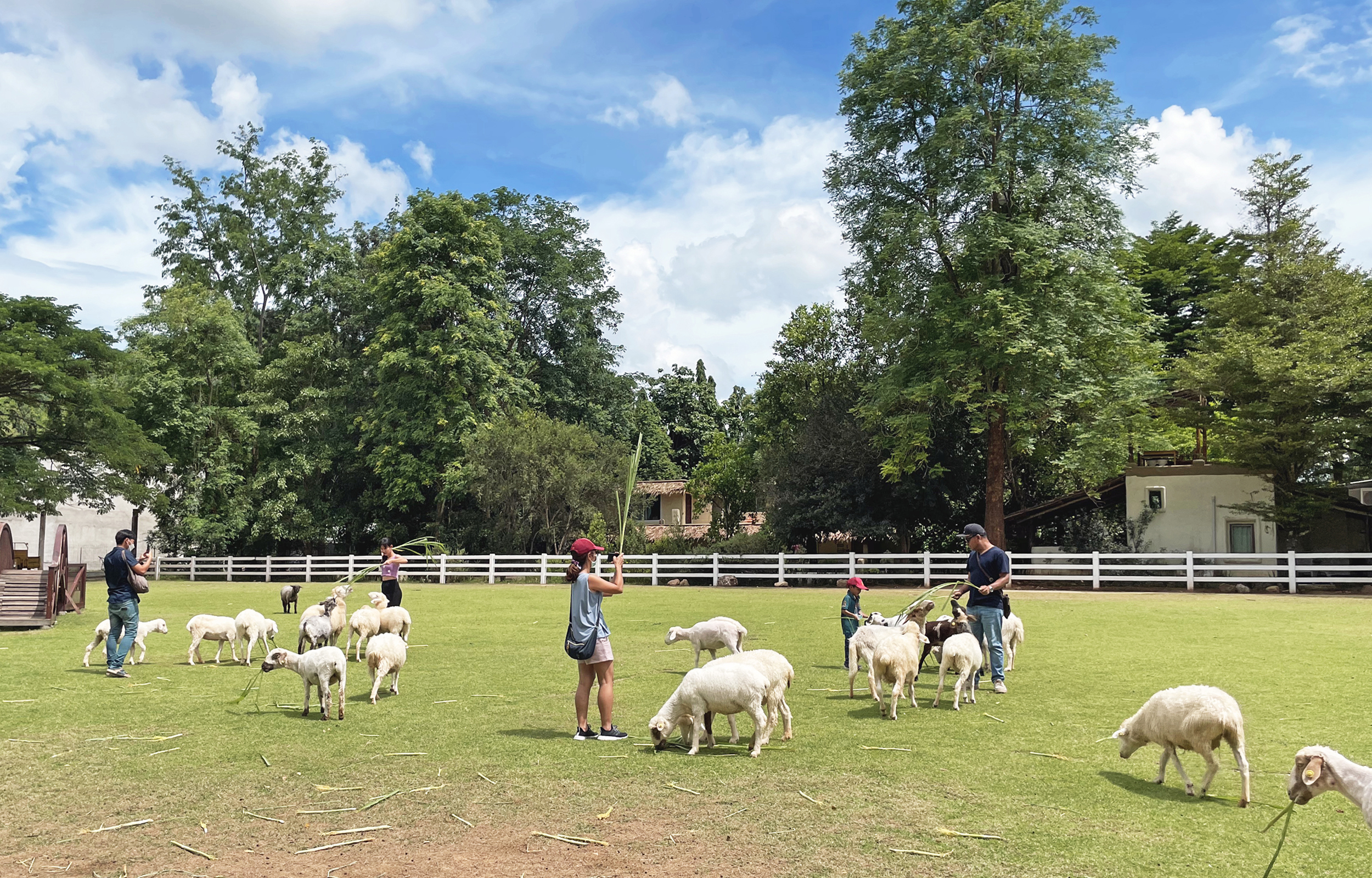 愿拼（Suan Phueng）私人定制包车游（曼谷出发）