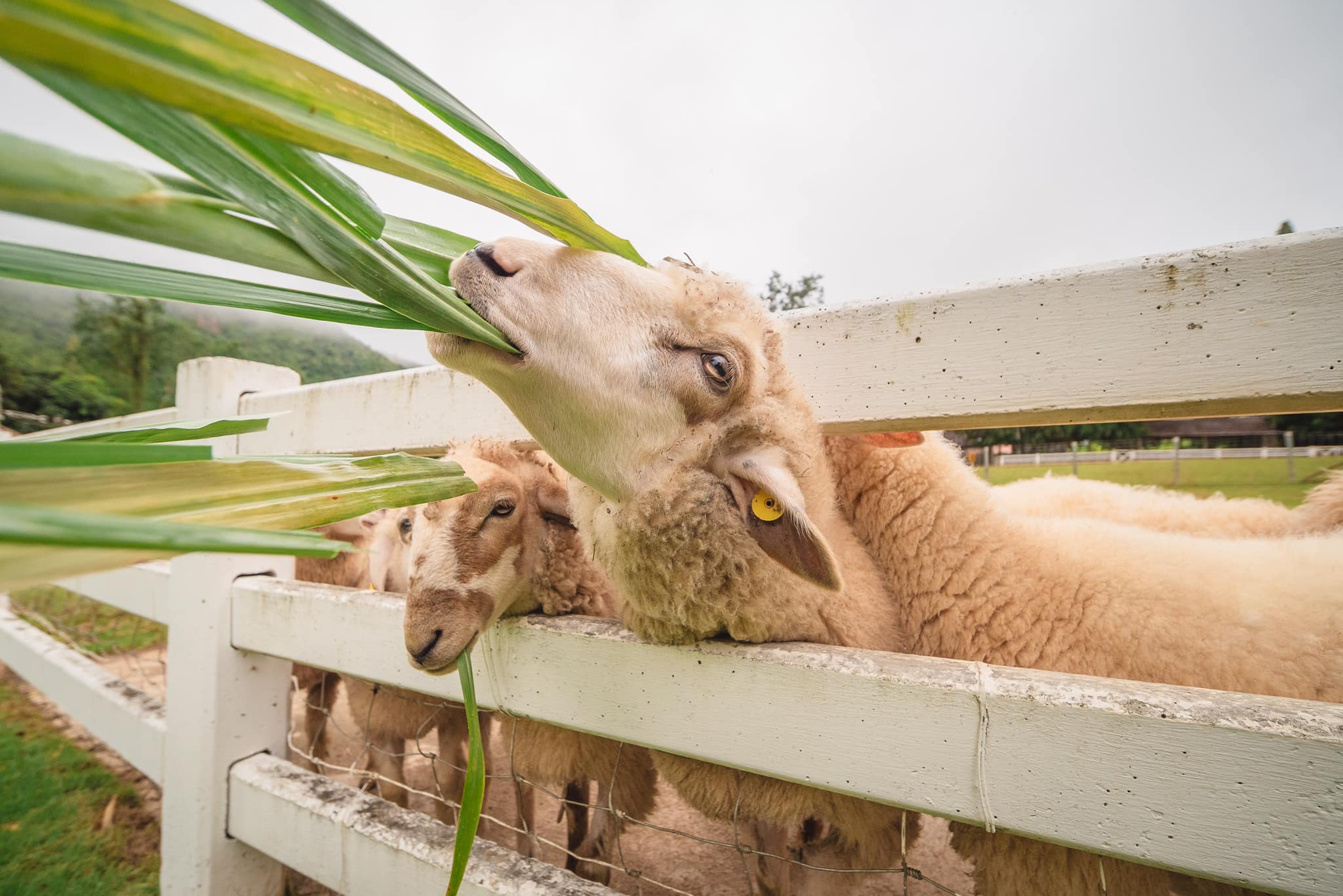 包车游览 愿拼一日游（曼谷出发）