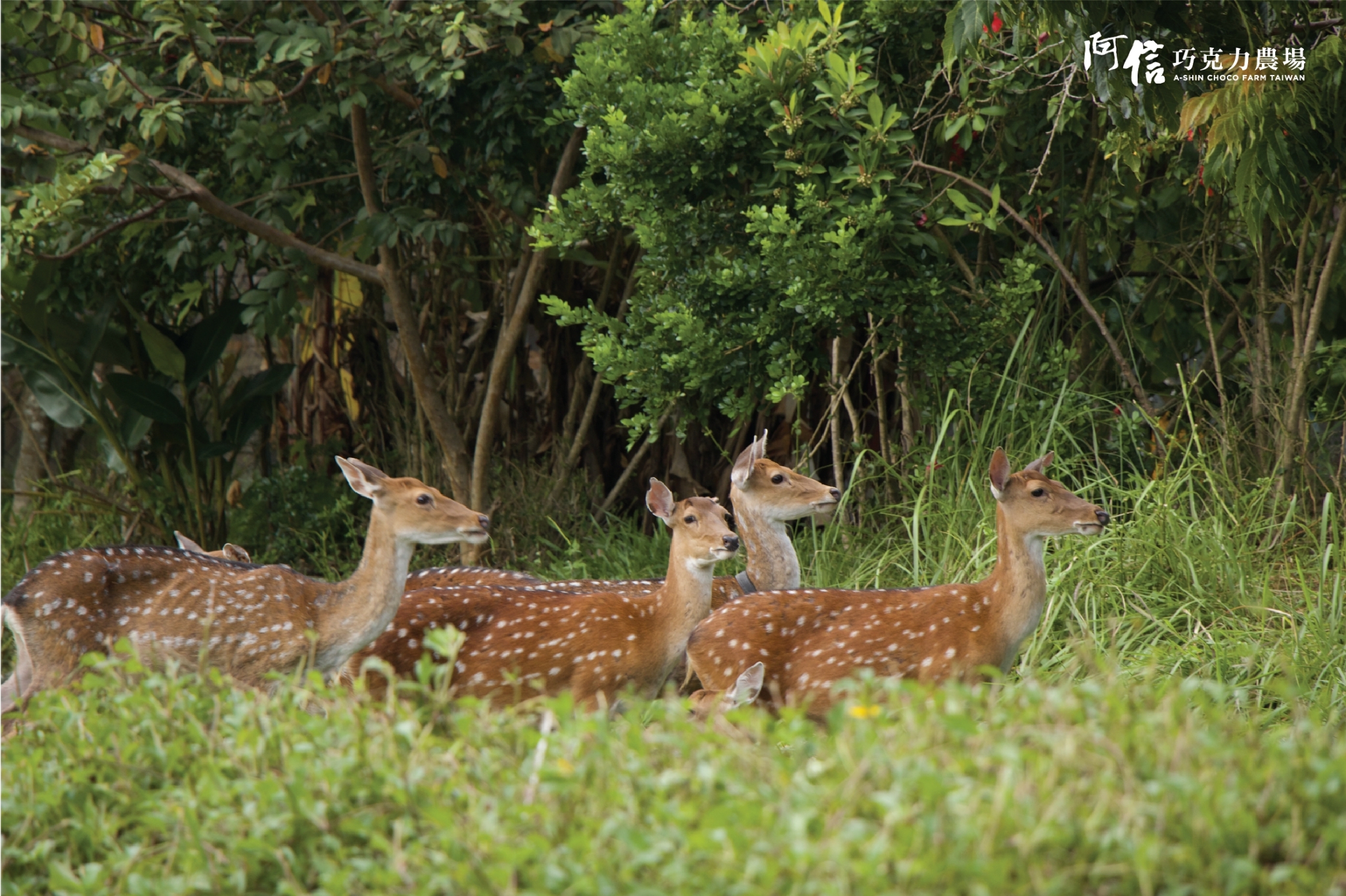 屏东阿信巧克力农场：门票・DIY体验・夜探梅花鹿