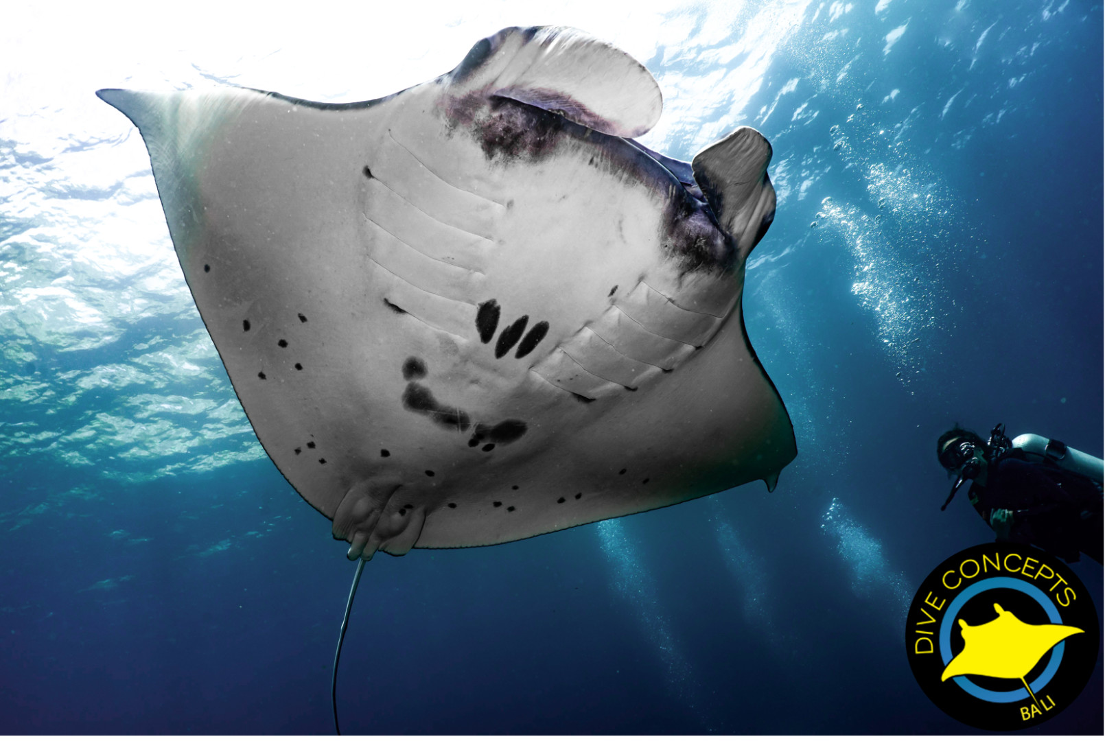 Lembongan浮潜 & 水肺潜水 & 开放水域课程（巴厘岛Dive Concepts提供）