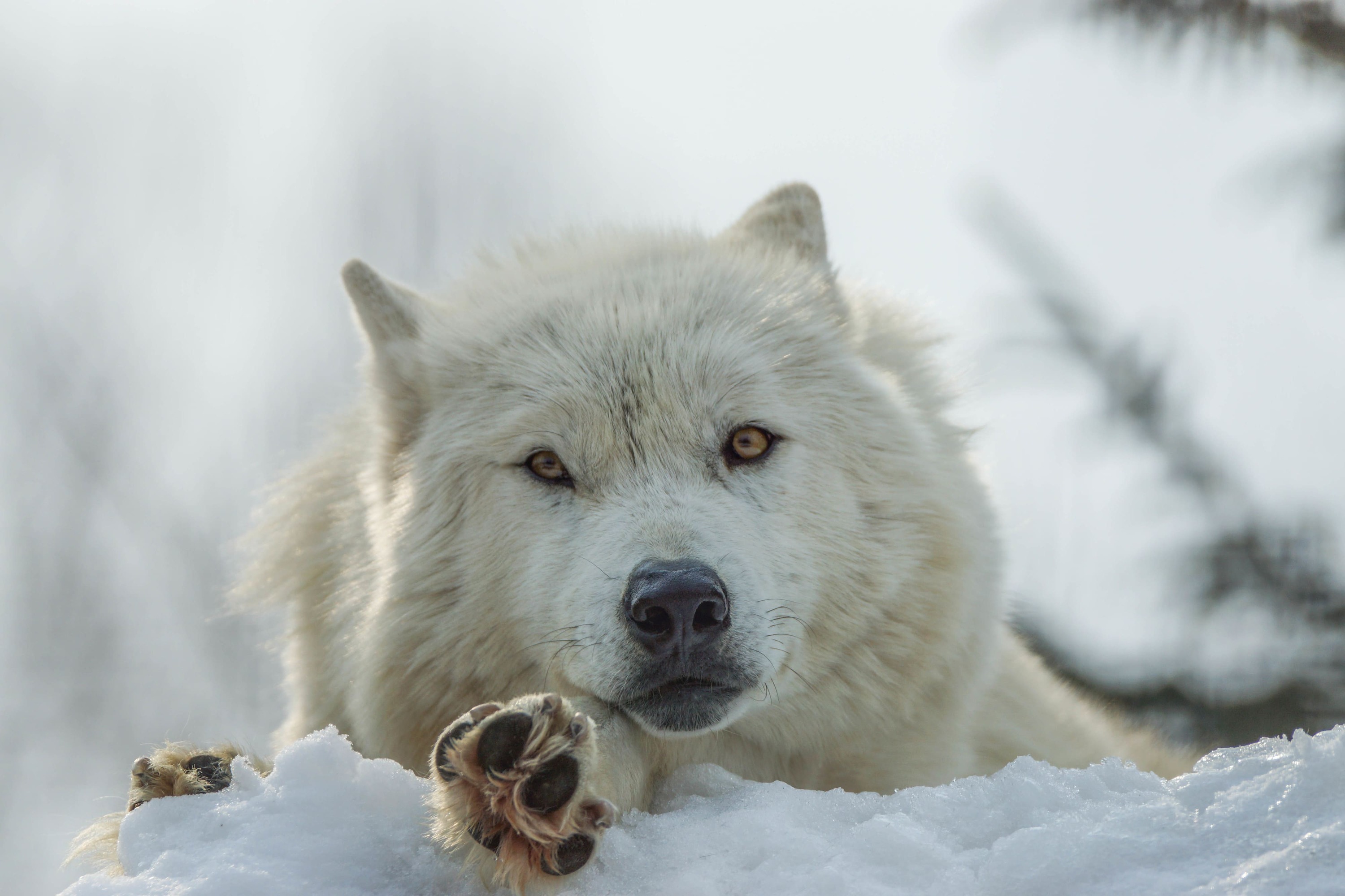 旭山动物园 & 富良野 & 美瑛青池一日游（札幌出发）