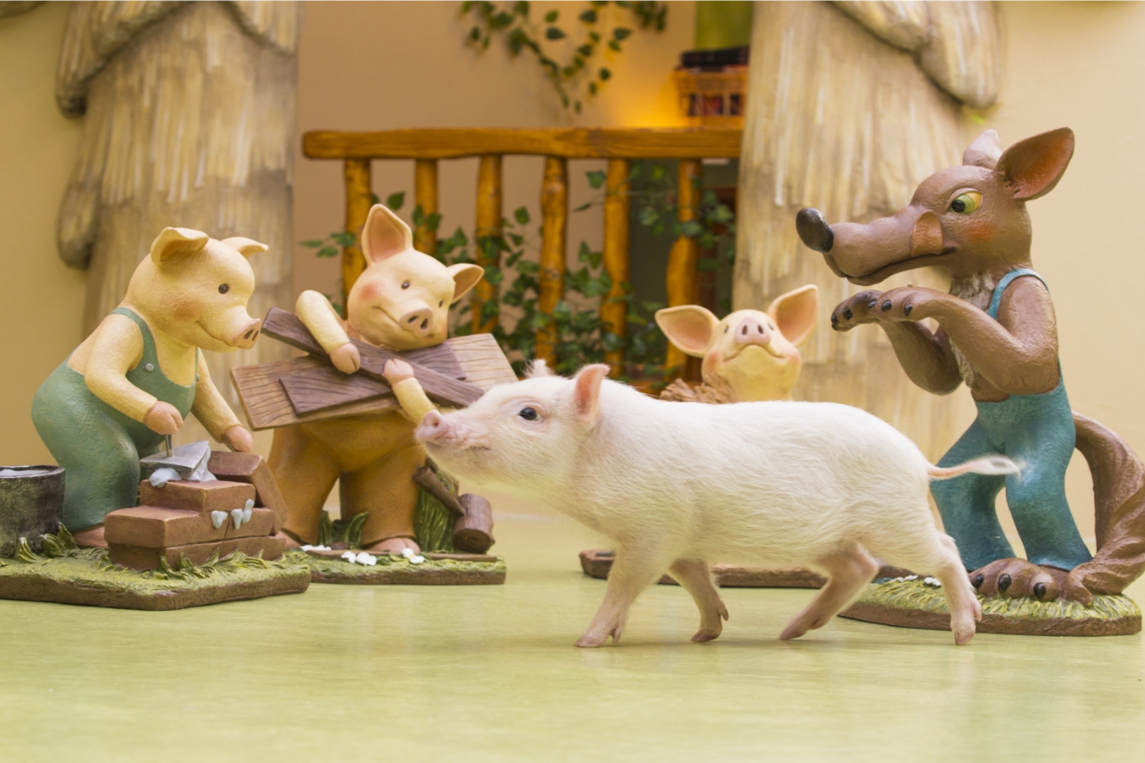 原宿微型猪咖啡厅体验