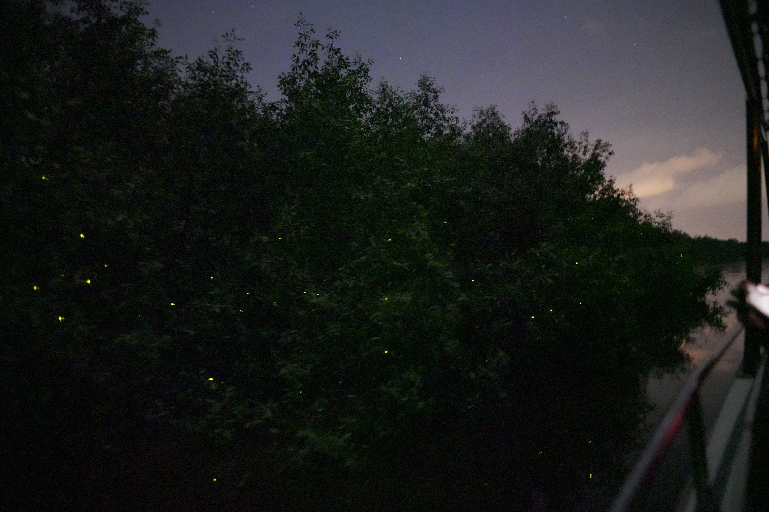 瓜拉雪兰莪喂鹰 & 萤火虫 & 蓝眼泪观赏体验