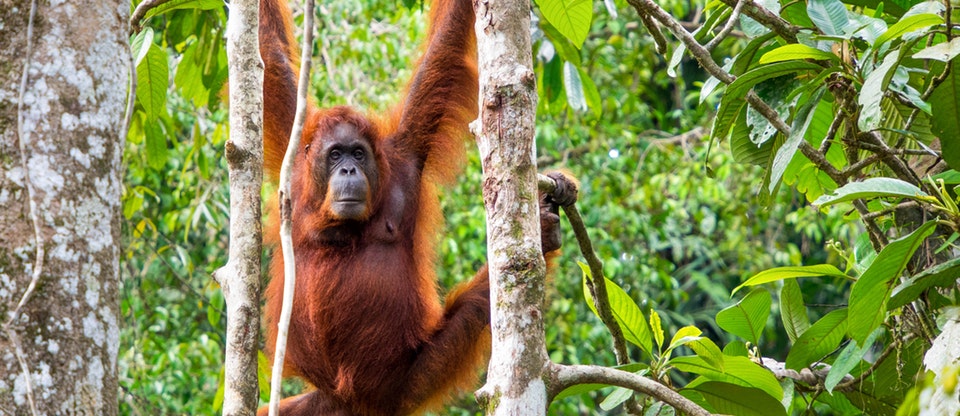 森蒙哥野生动物中心半日游（古晋出发）