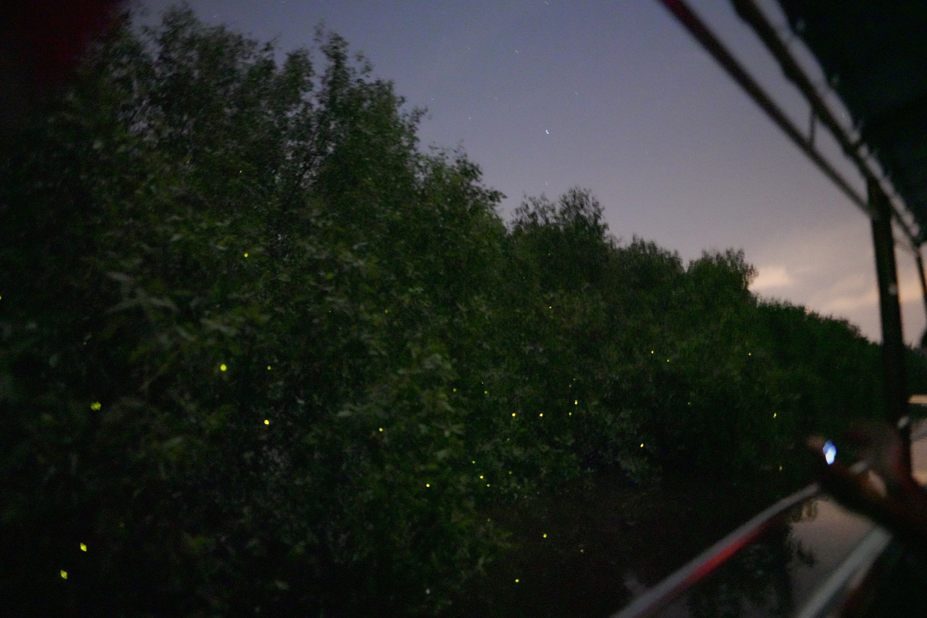 瓜拉雪兰莪萤火虫游船之旅