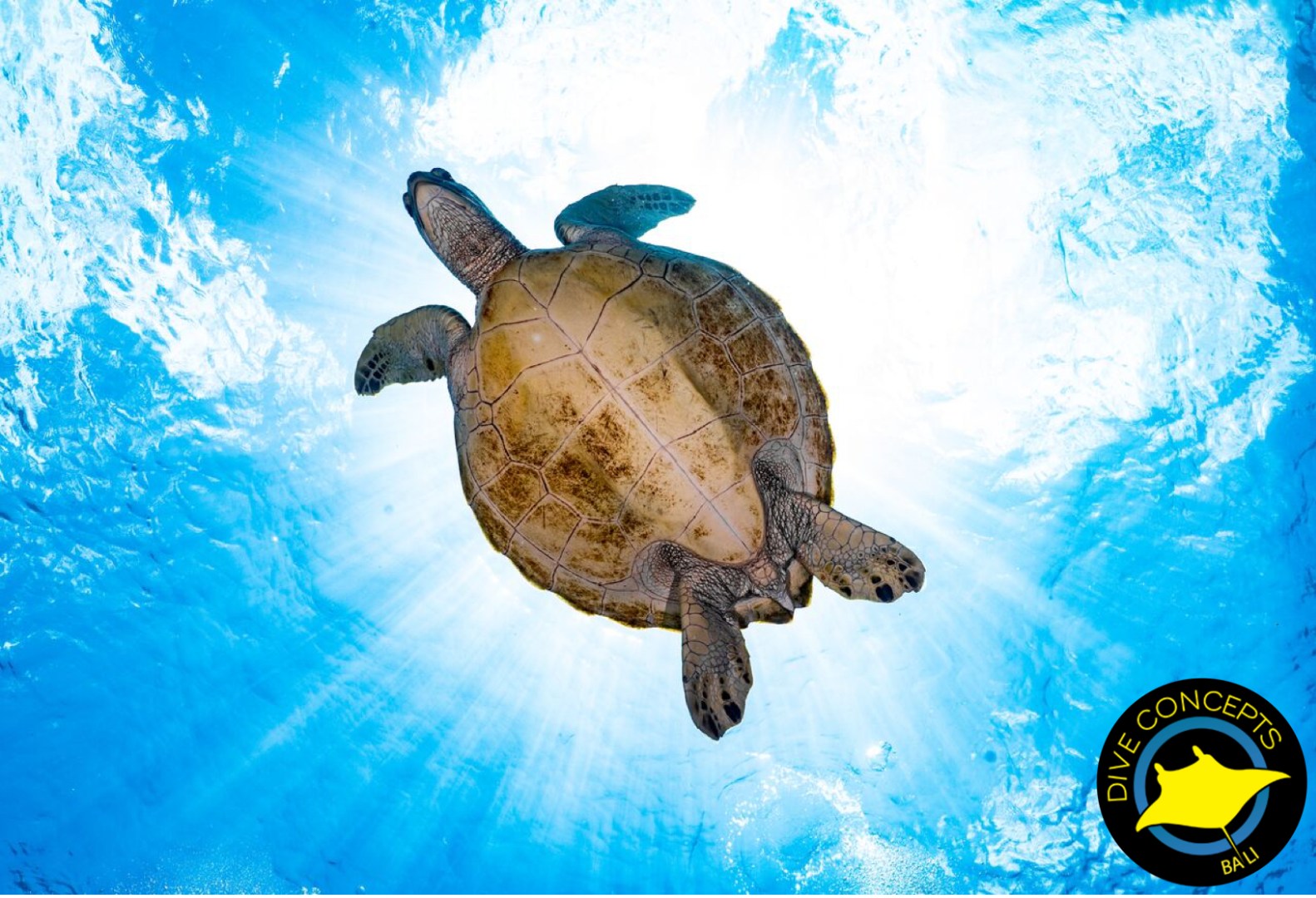 峇里岛鹿岛海洋公园潜水＆开放水域课程（Dive Concepts 提供）