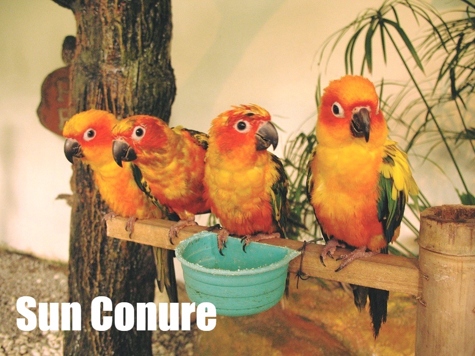 吉隆坡飞禽公园门票（含单程接送）