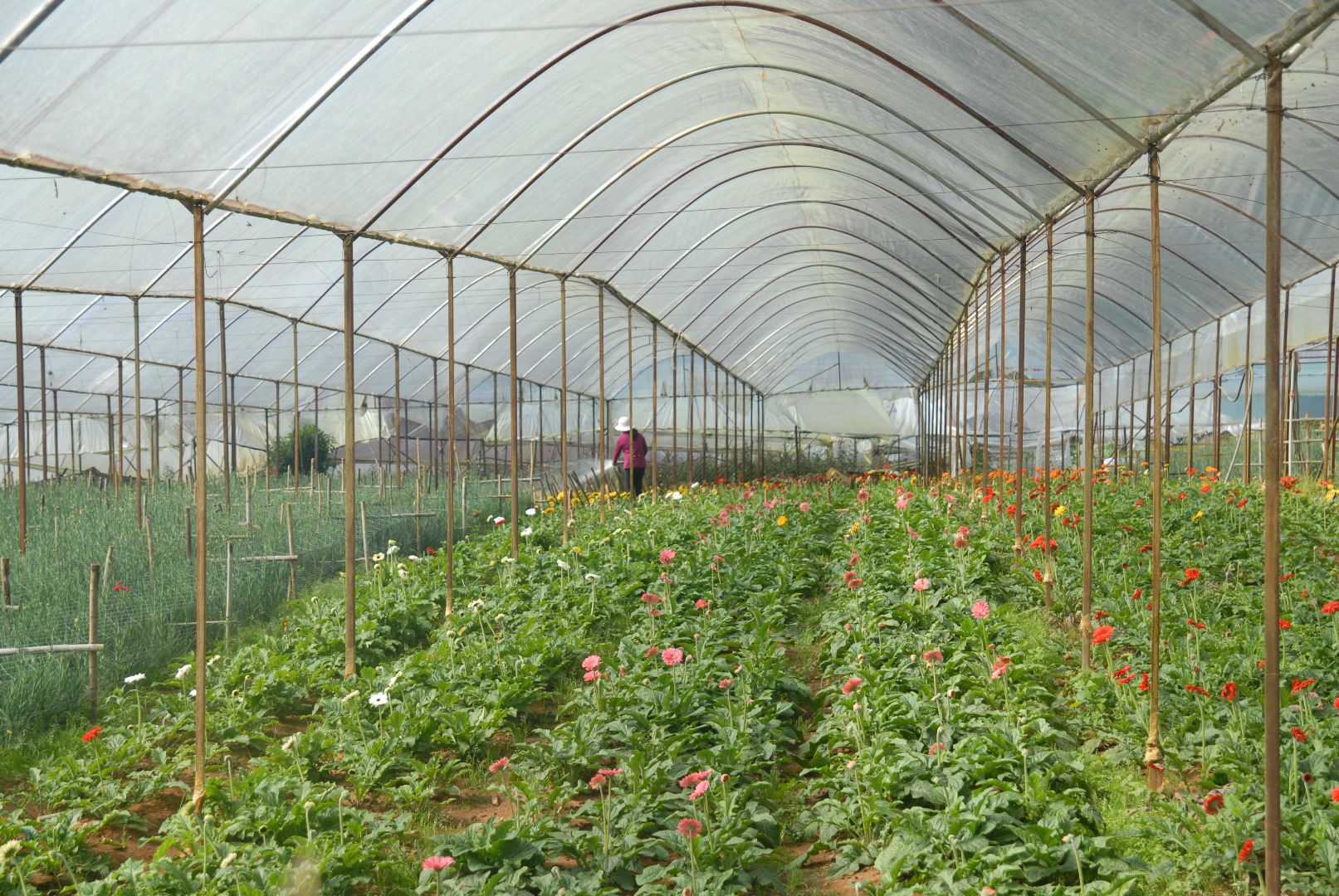 大叻乡村一日游